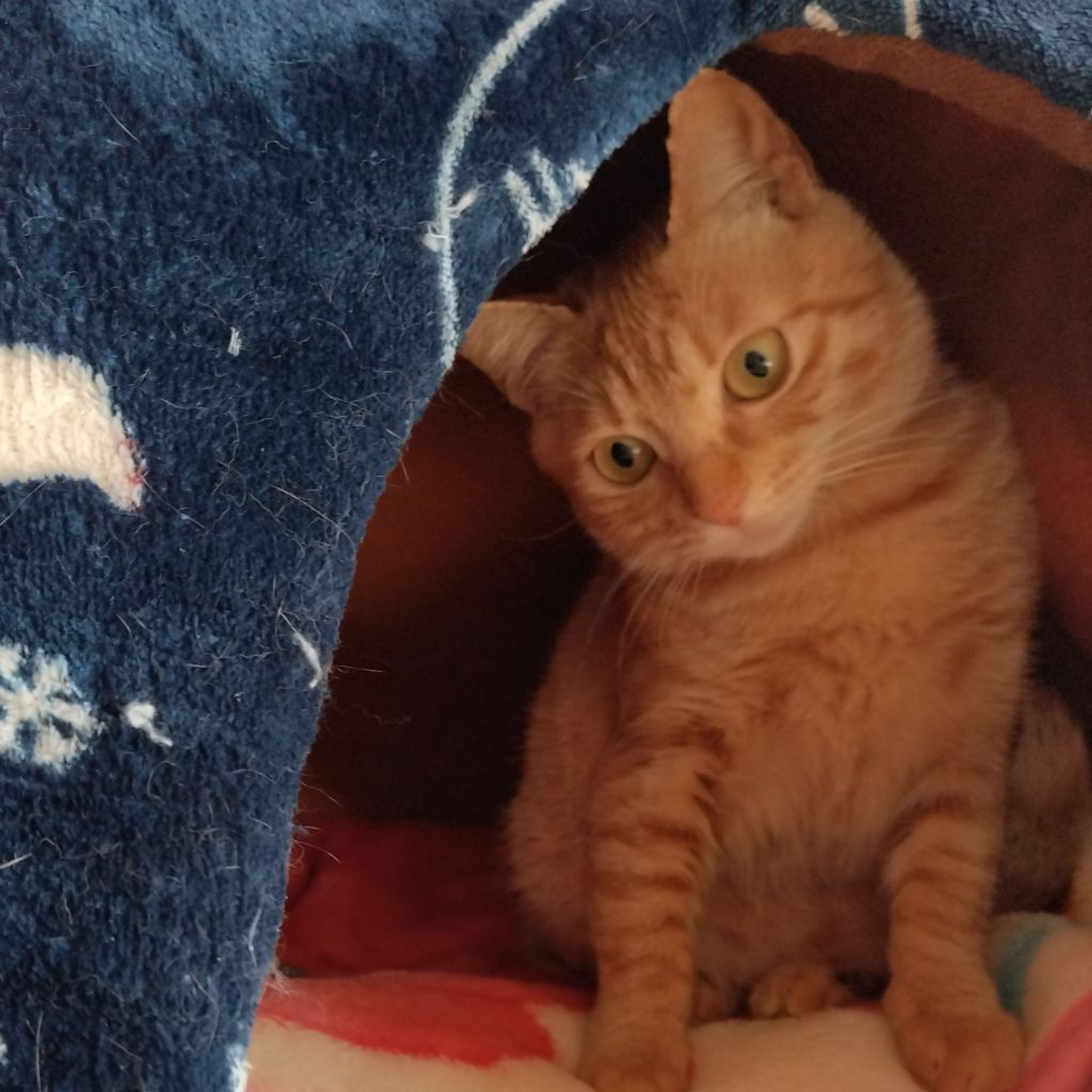 pet-image-7
