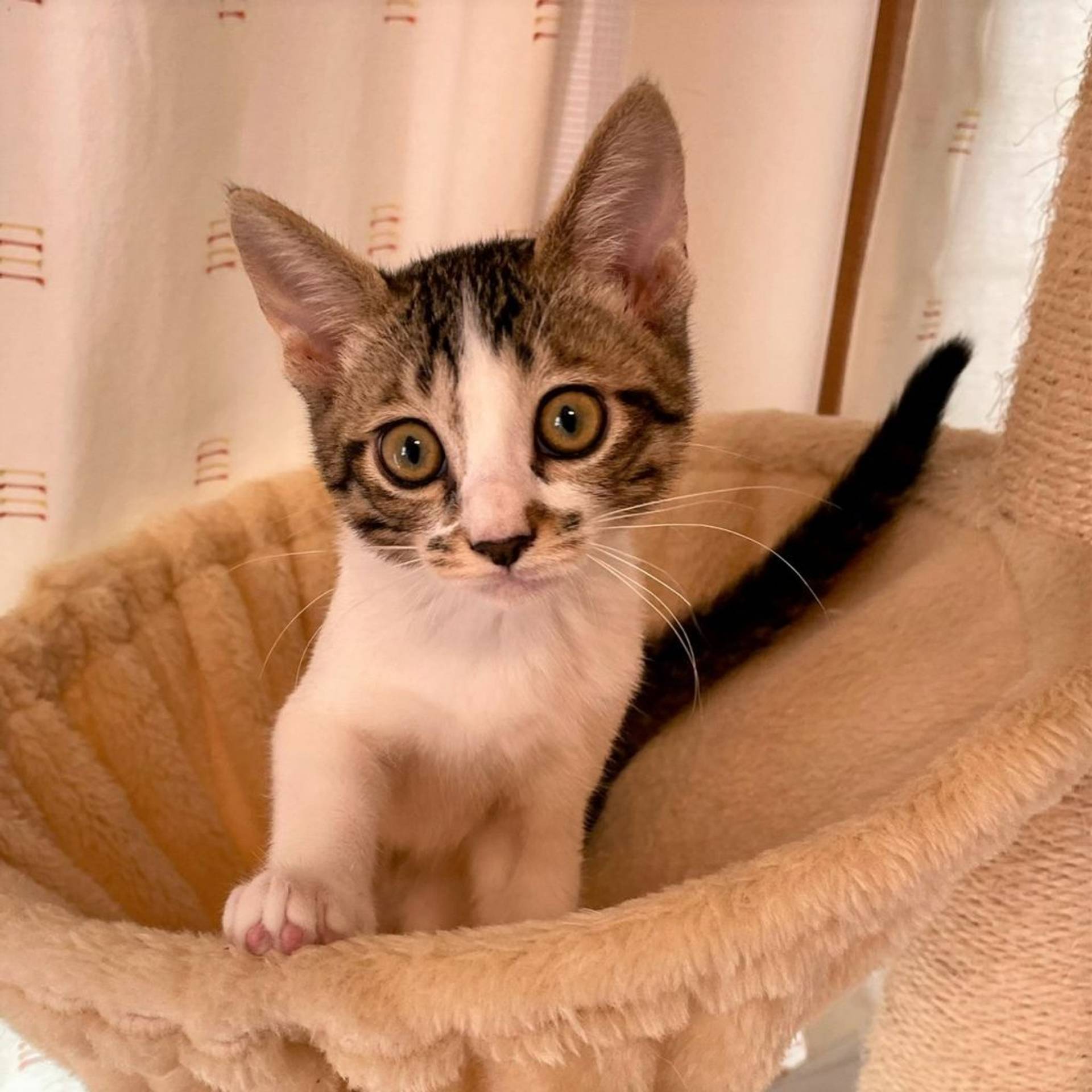 雑種（ミックス猫）・メスの里親募集の写真