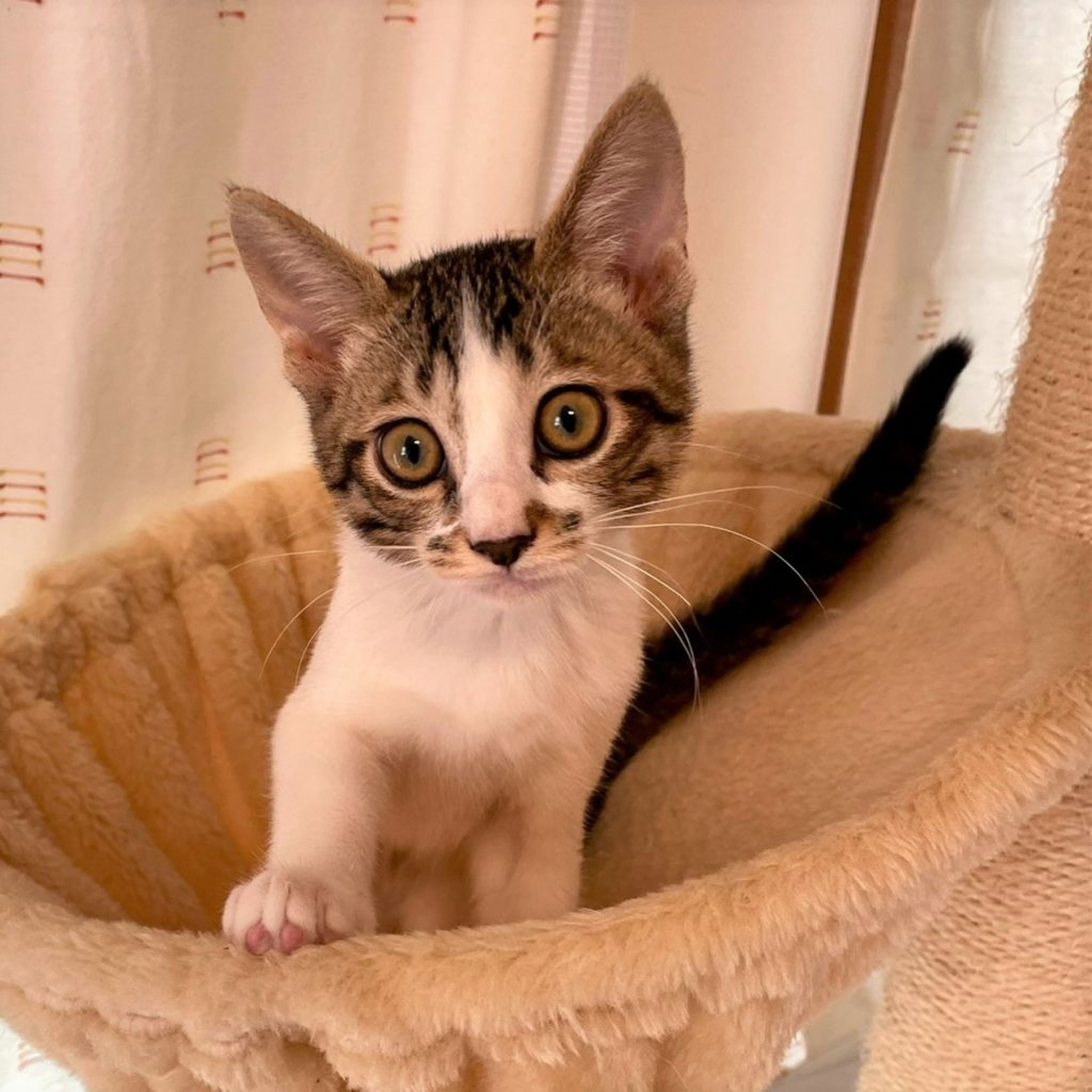 雑種（ミックス猫）・メスの里親募集の写真