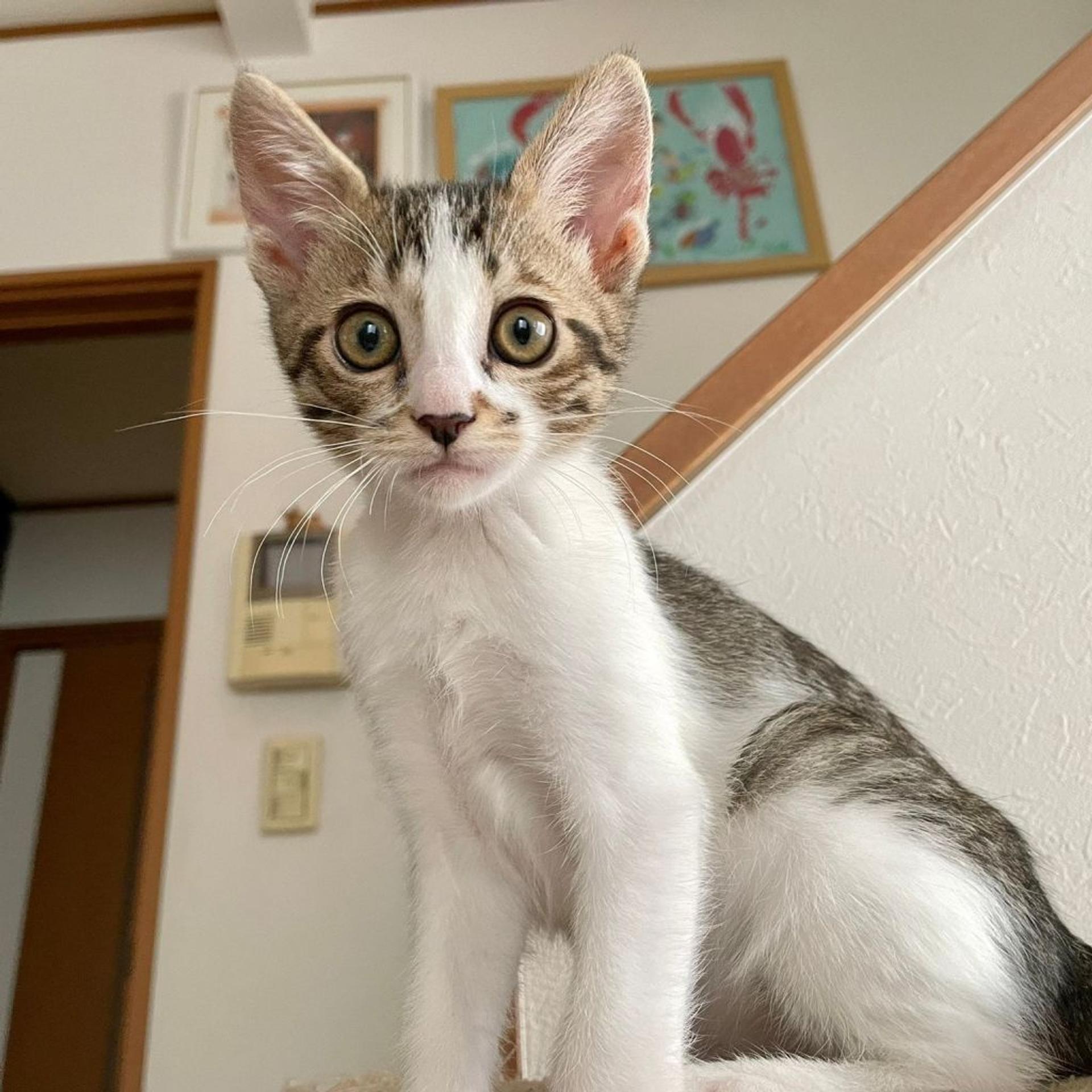 pet-image-3