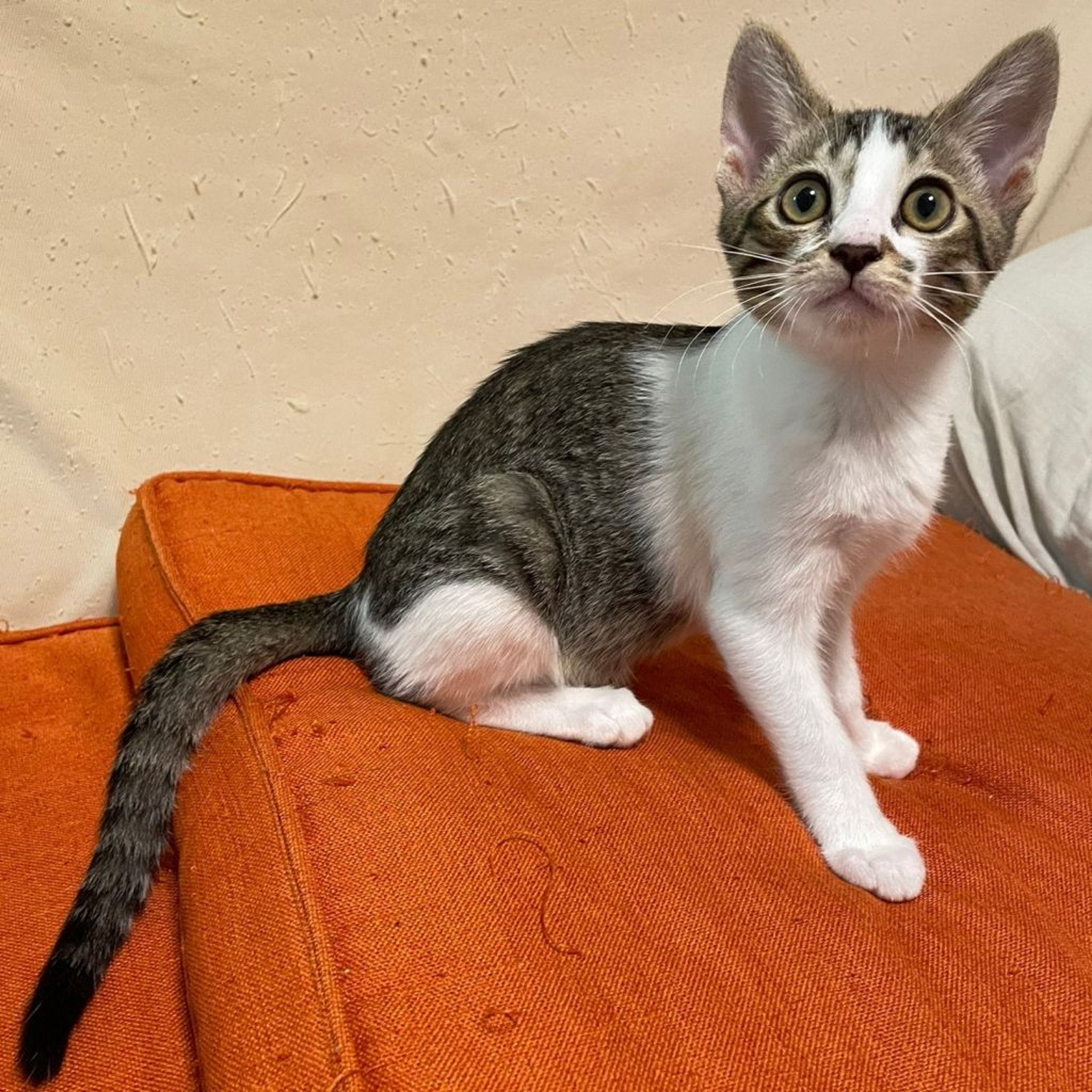 pet-image-4