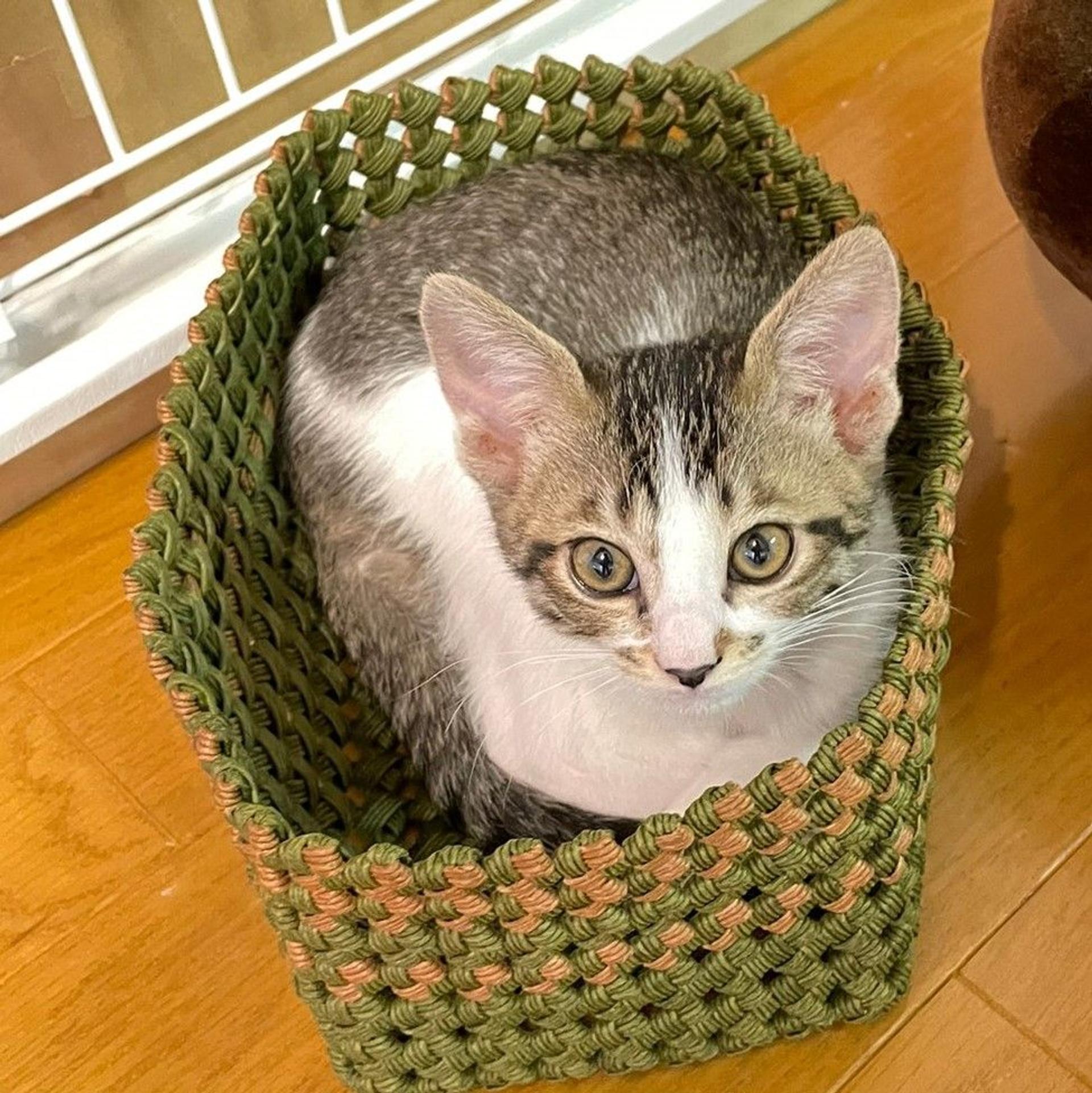 pet-image-5