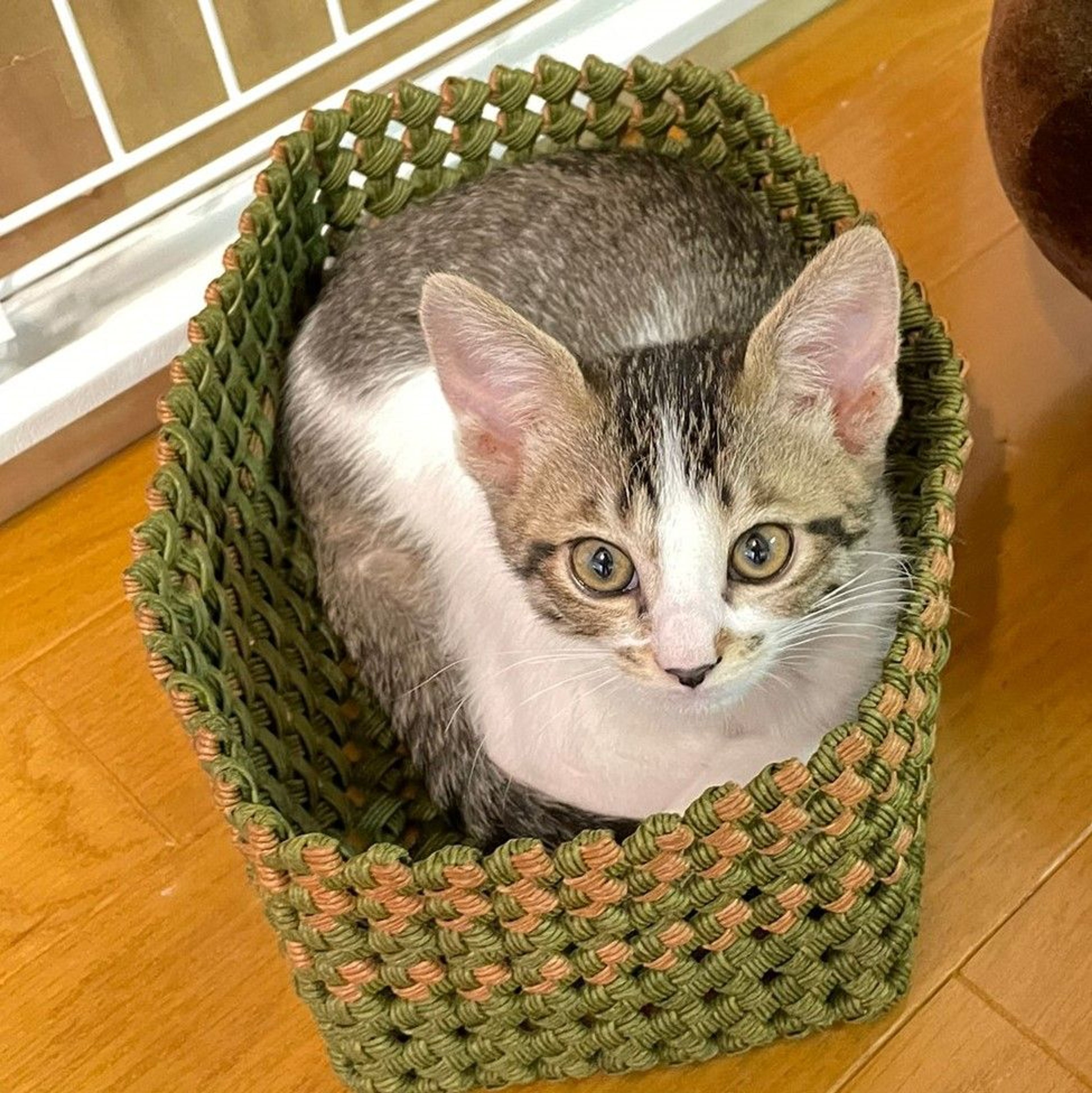 pet-image-5