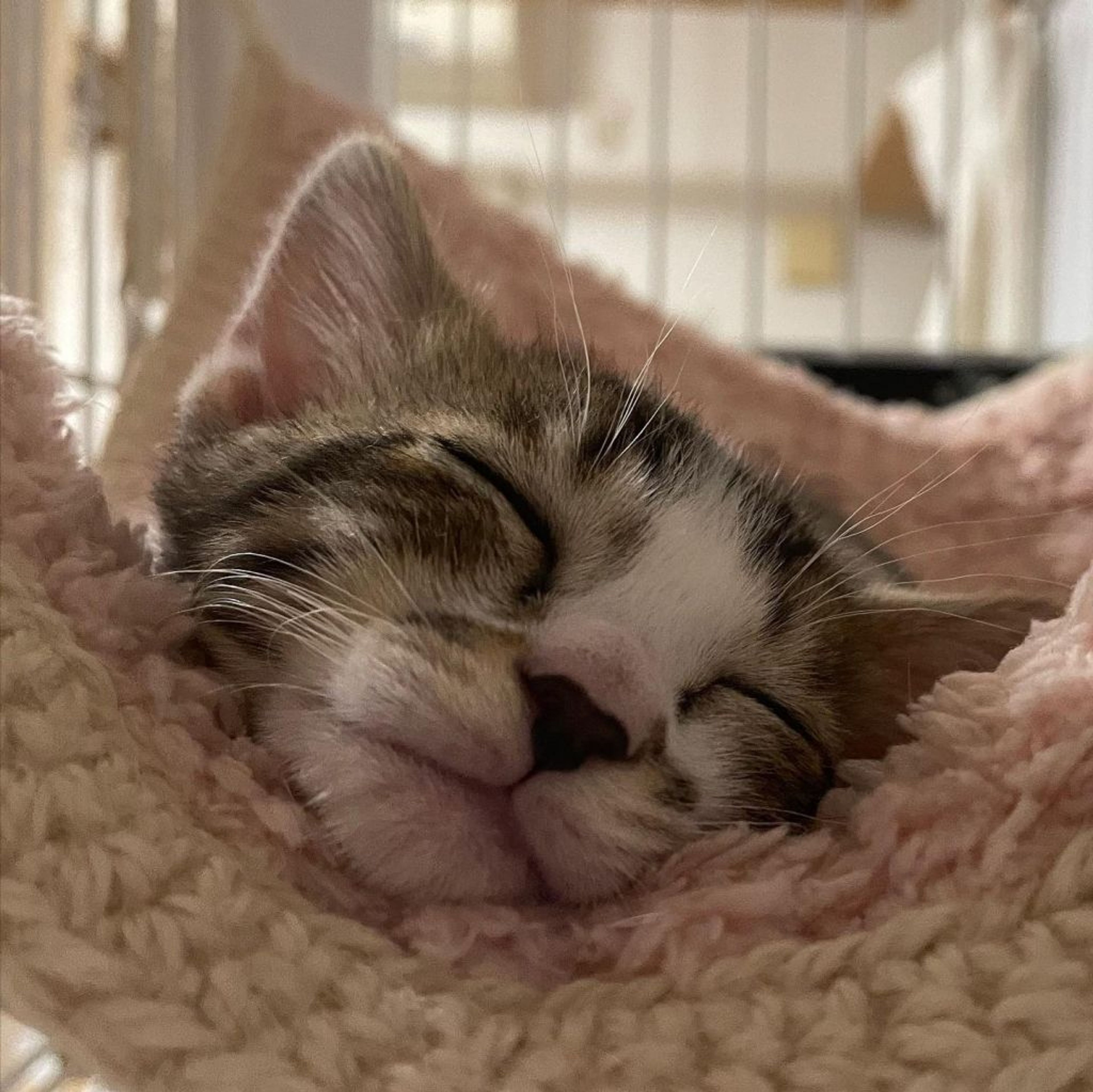 pet-image-7