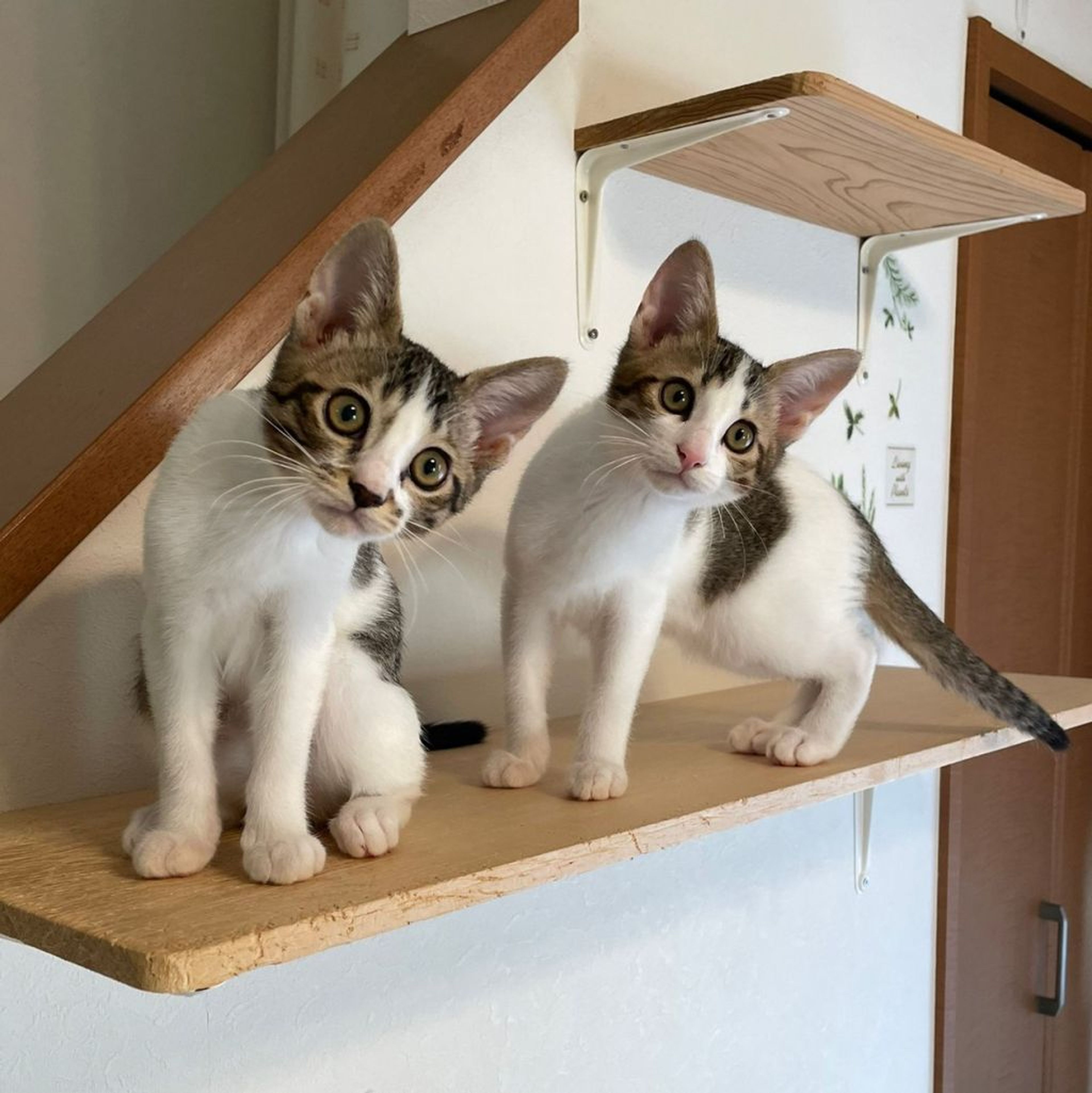 pet-image-8