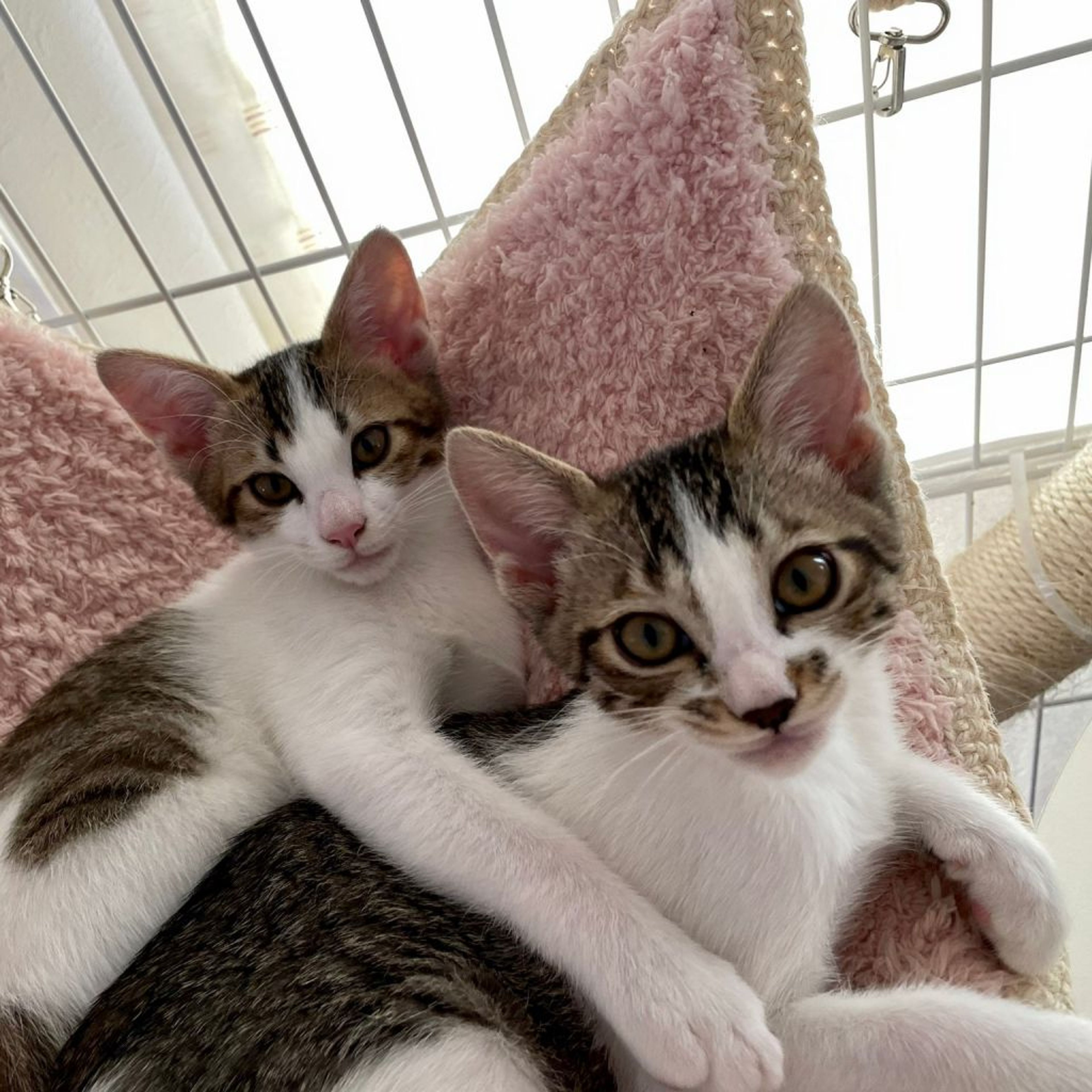 pet-image-9