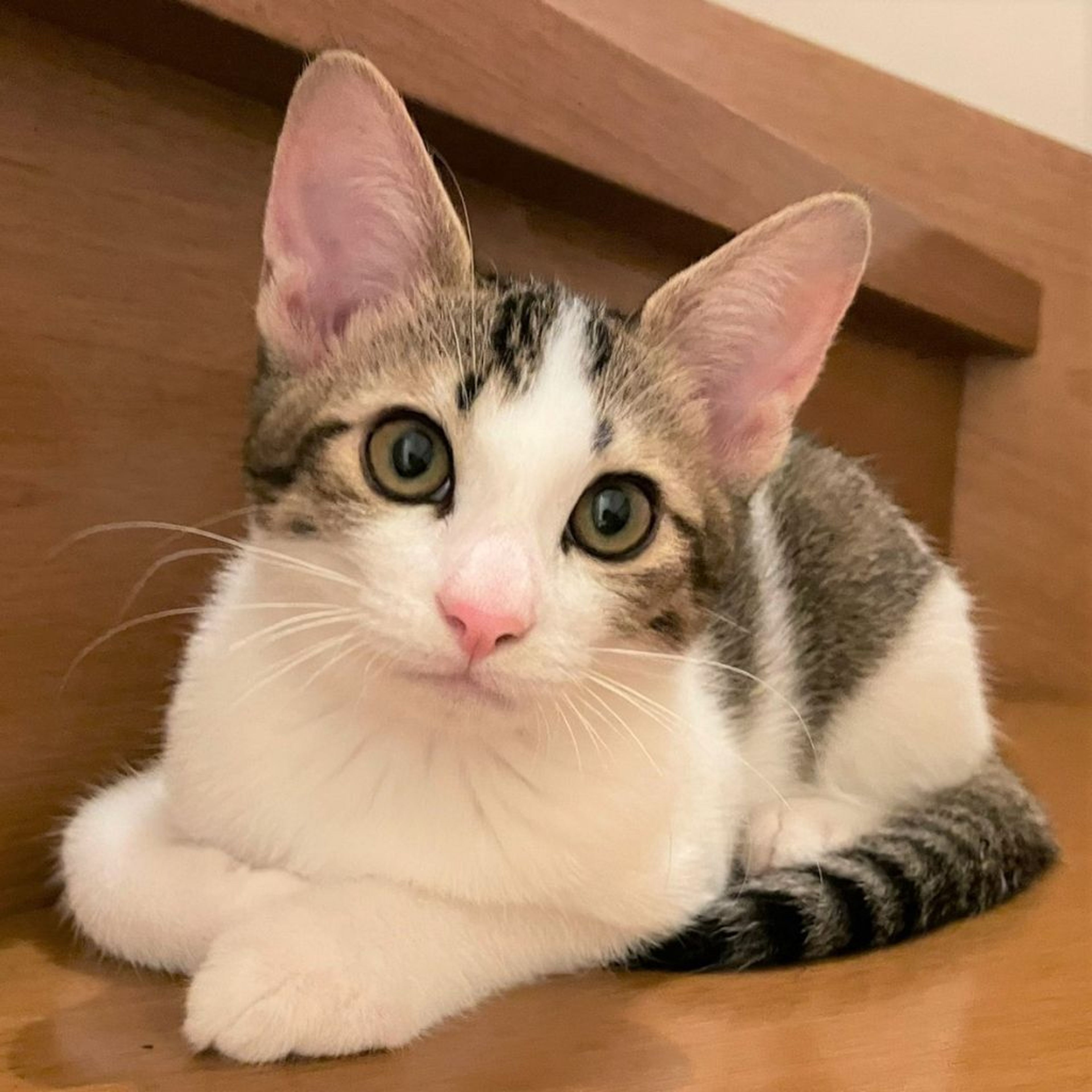 雑種（ミックス猫）・メスの里親募集の写真