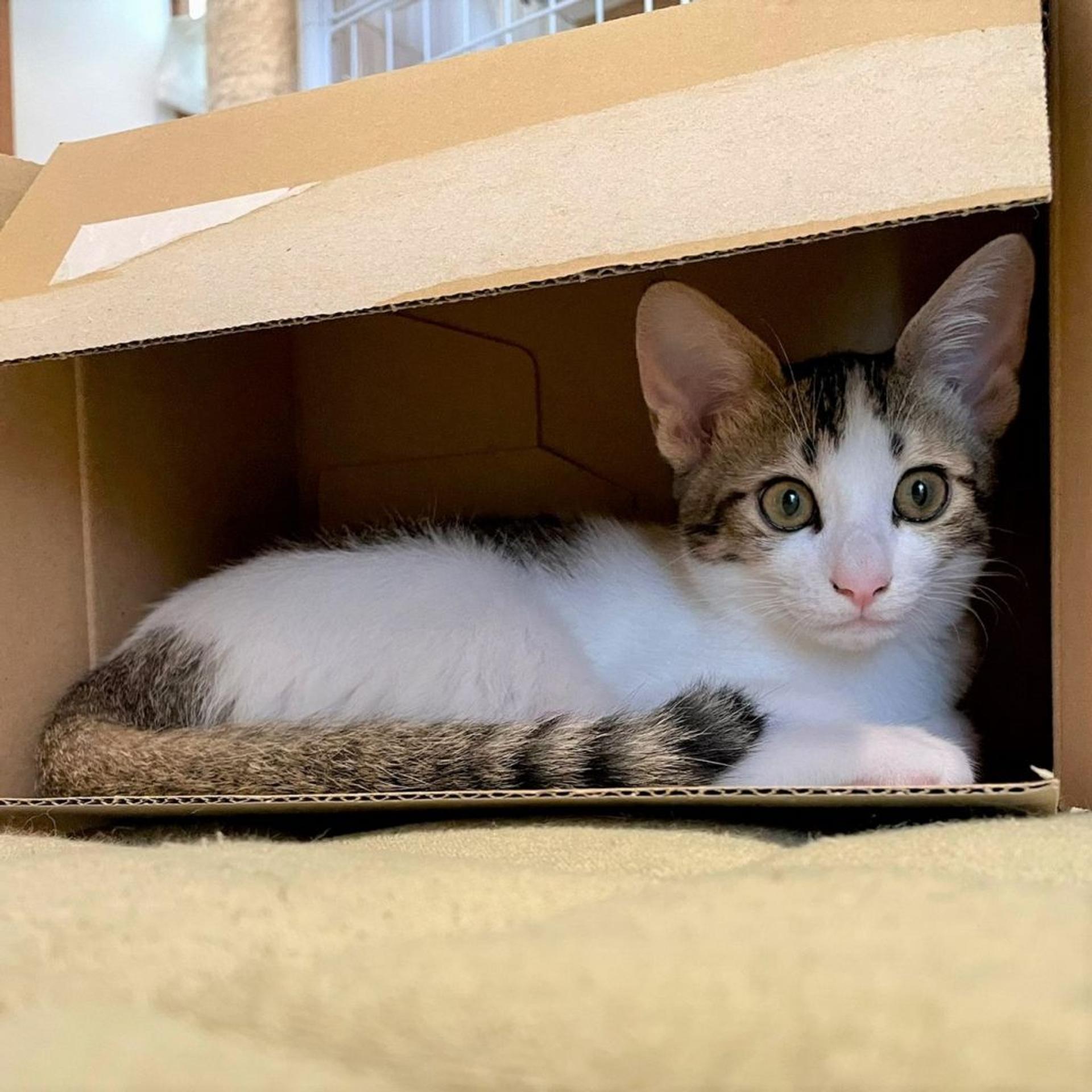 pet-image-2