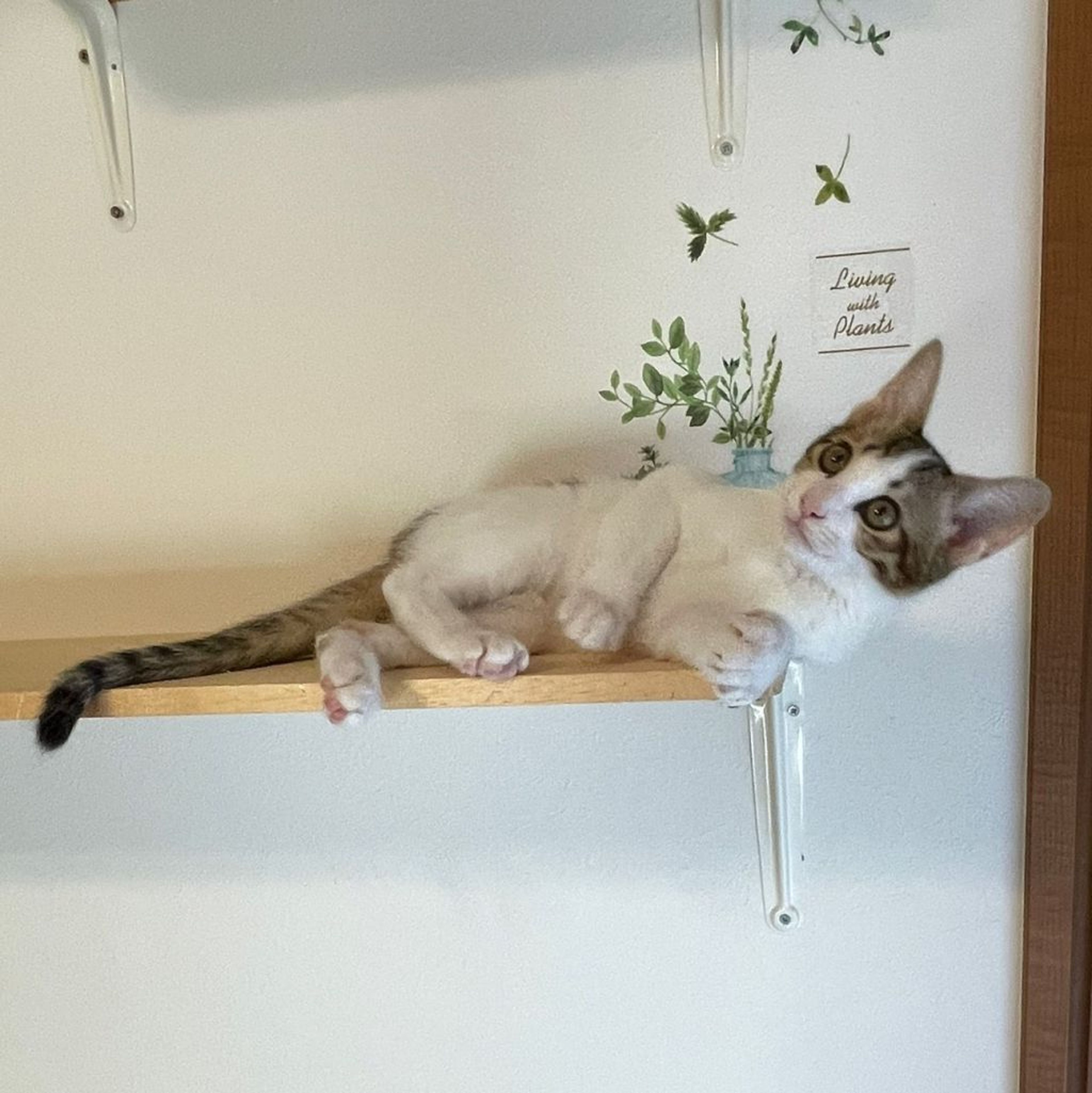 pet-image-3