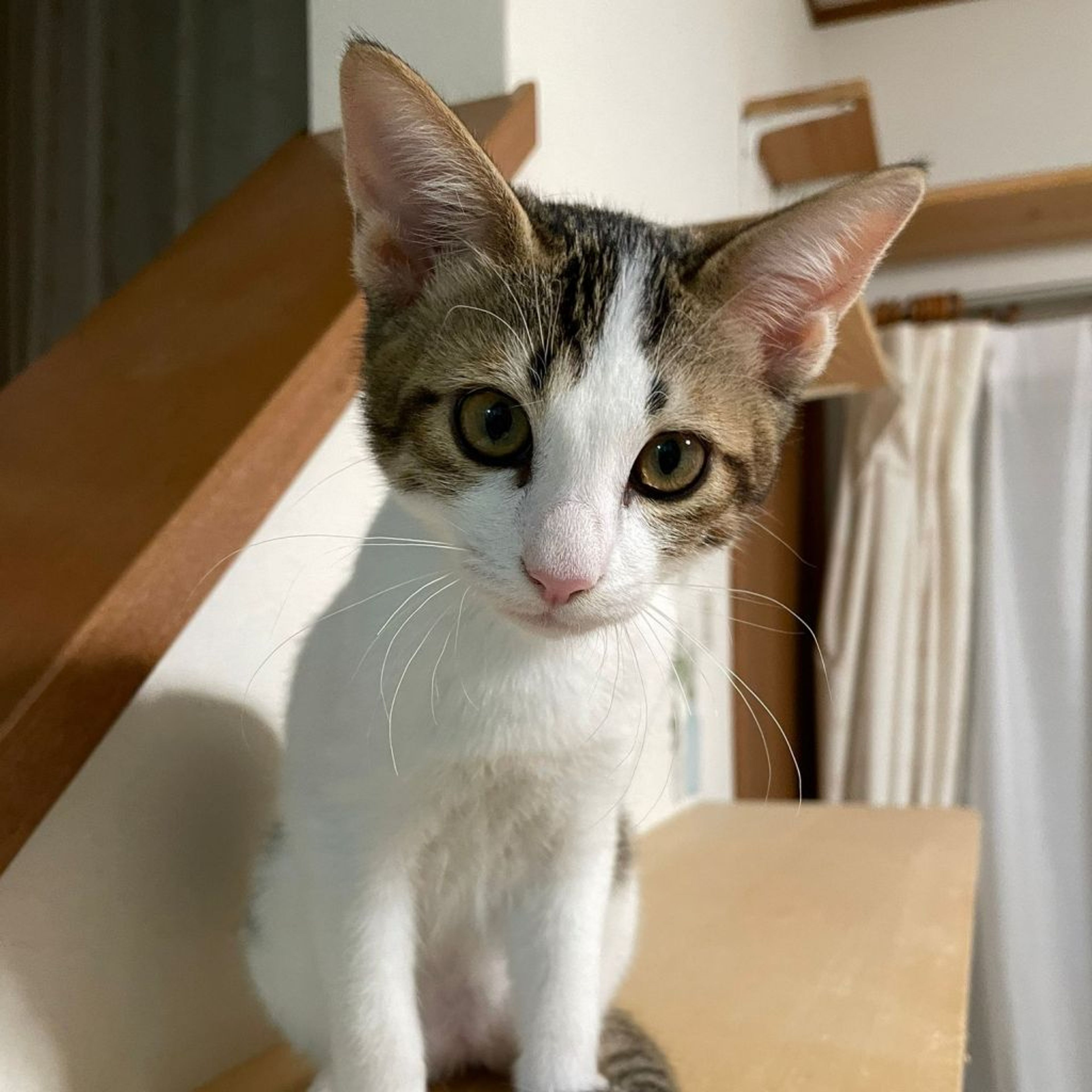 pet-image-5