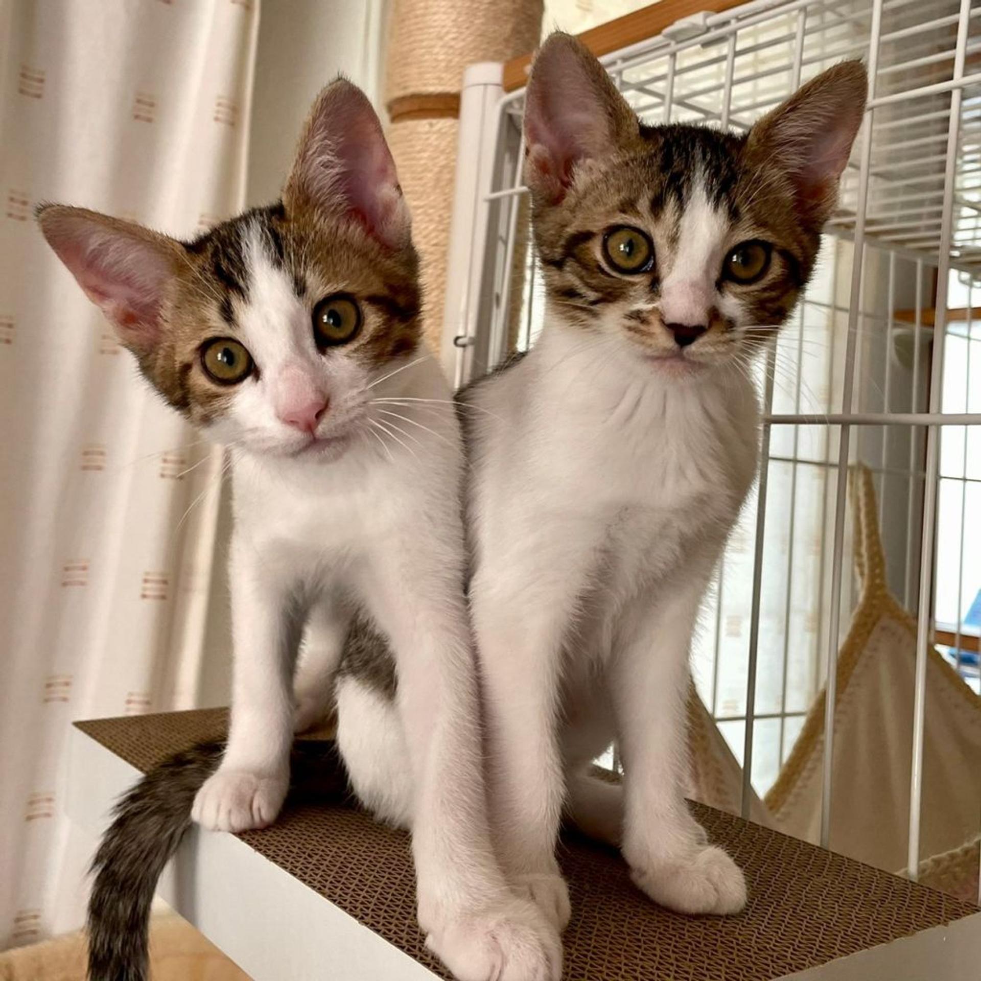 pet-image-7
