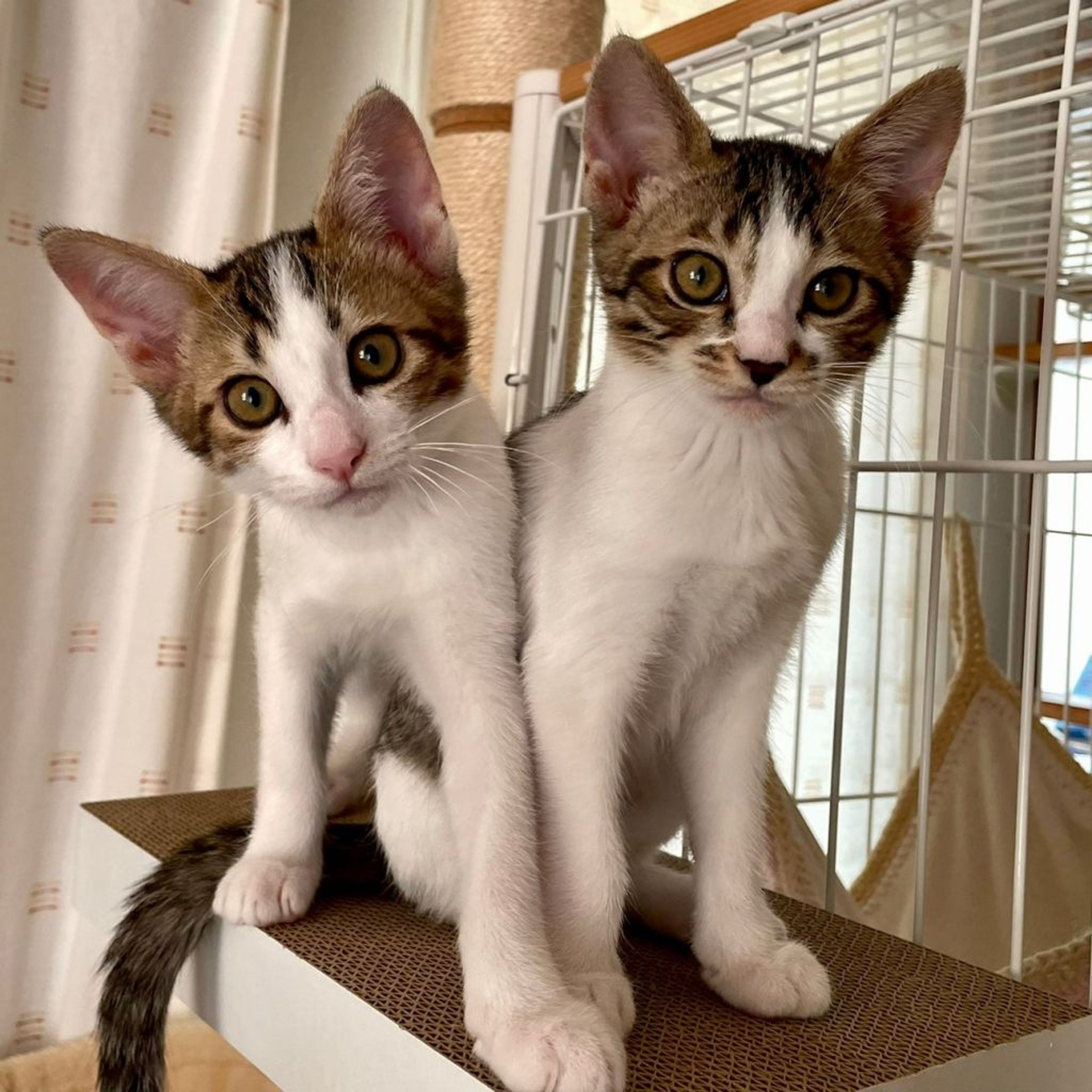 pet-image-7