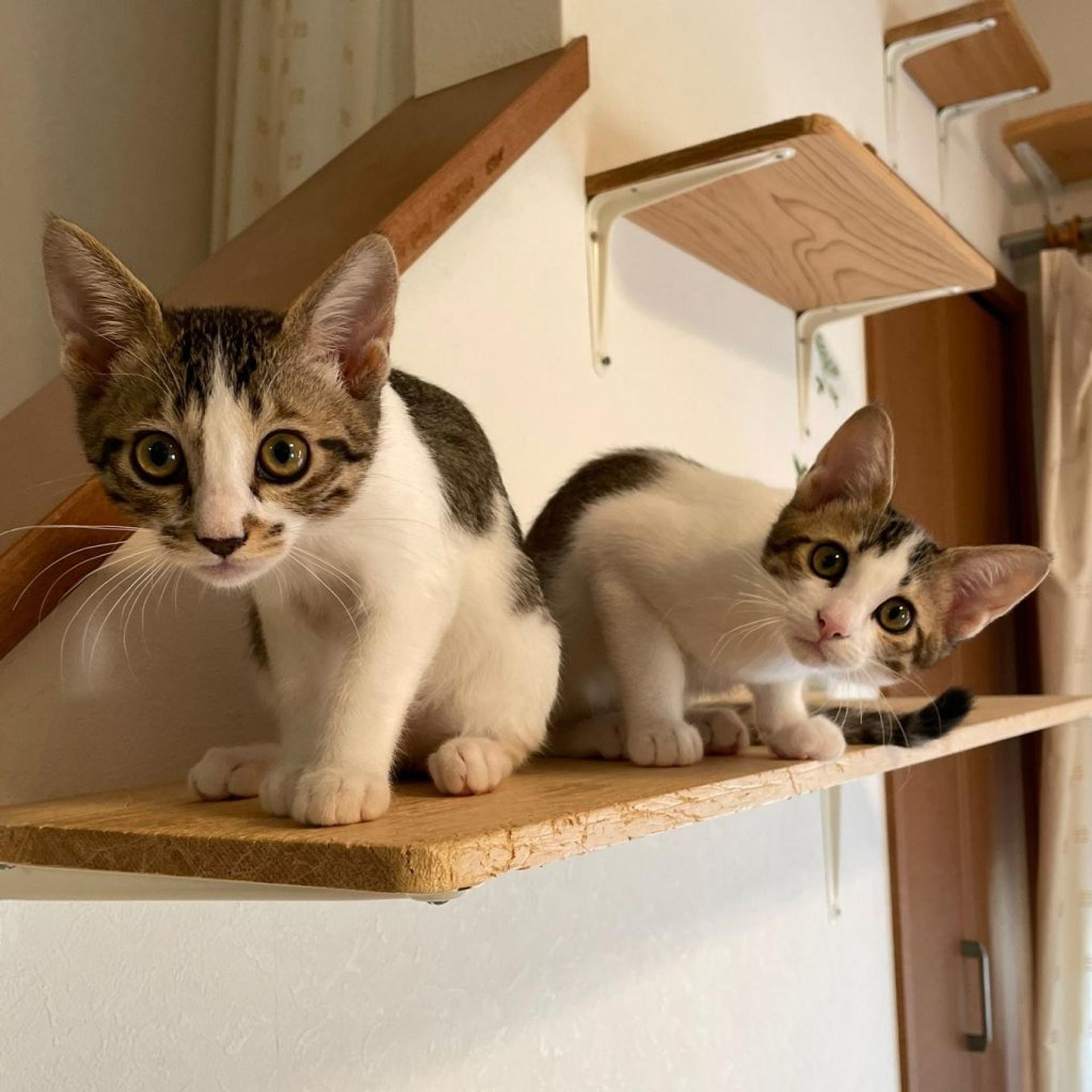 pet-image-8