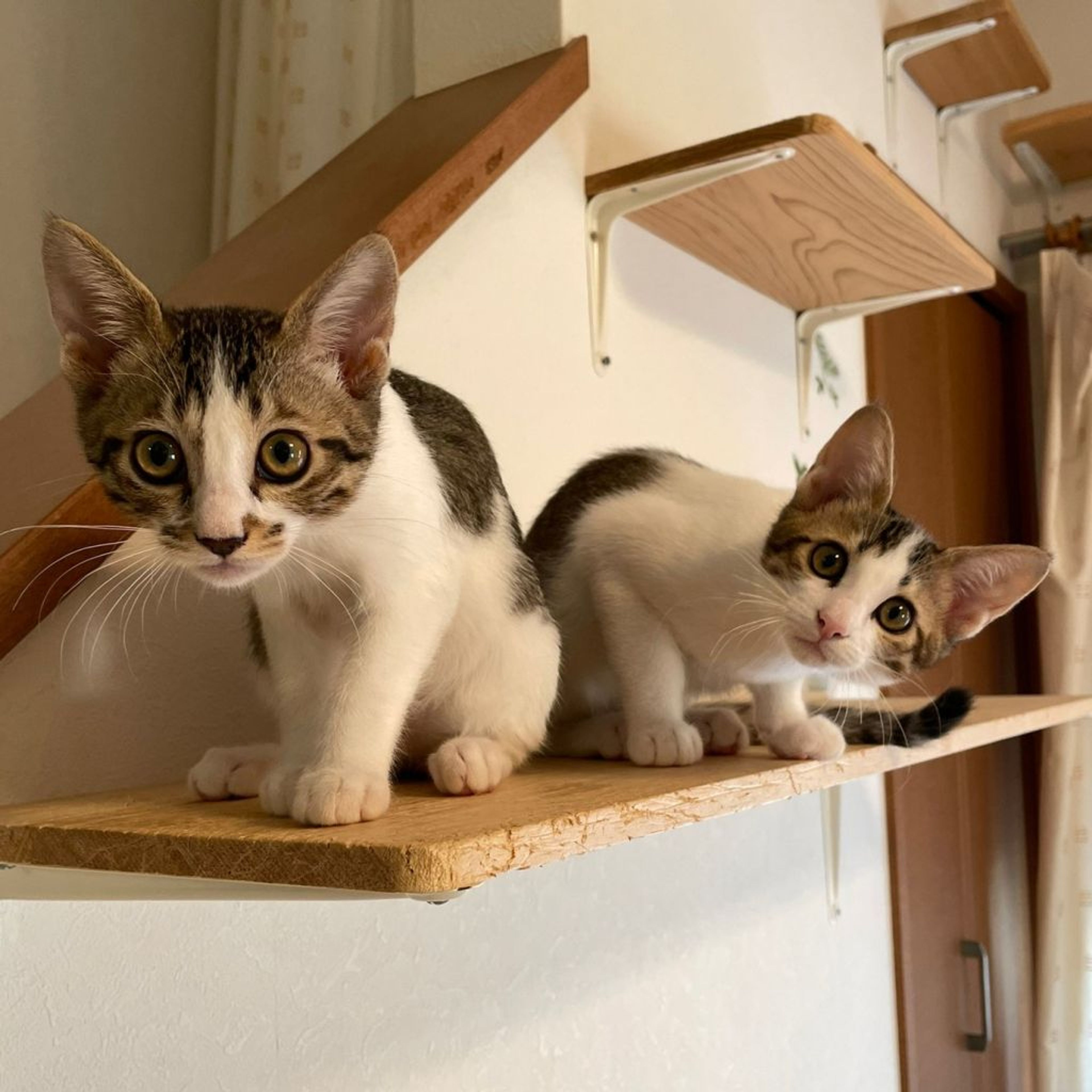 pet-image-8