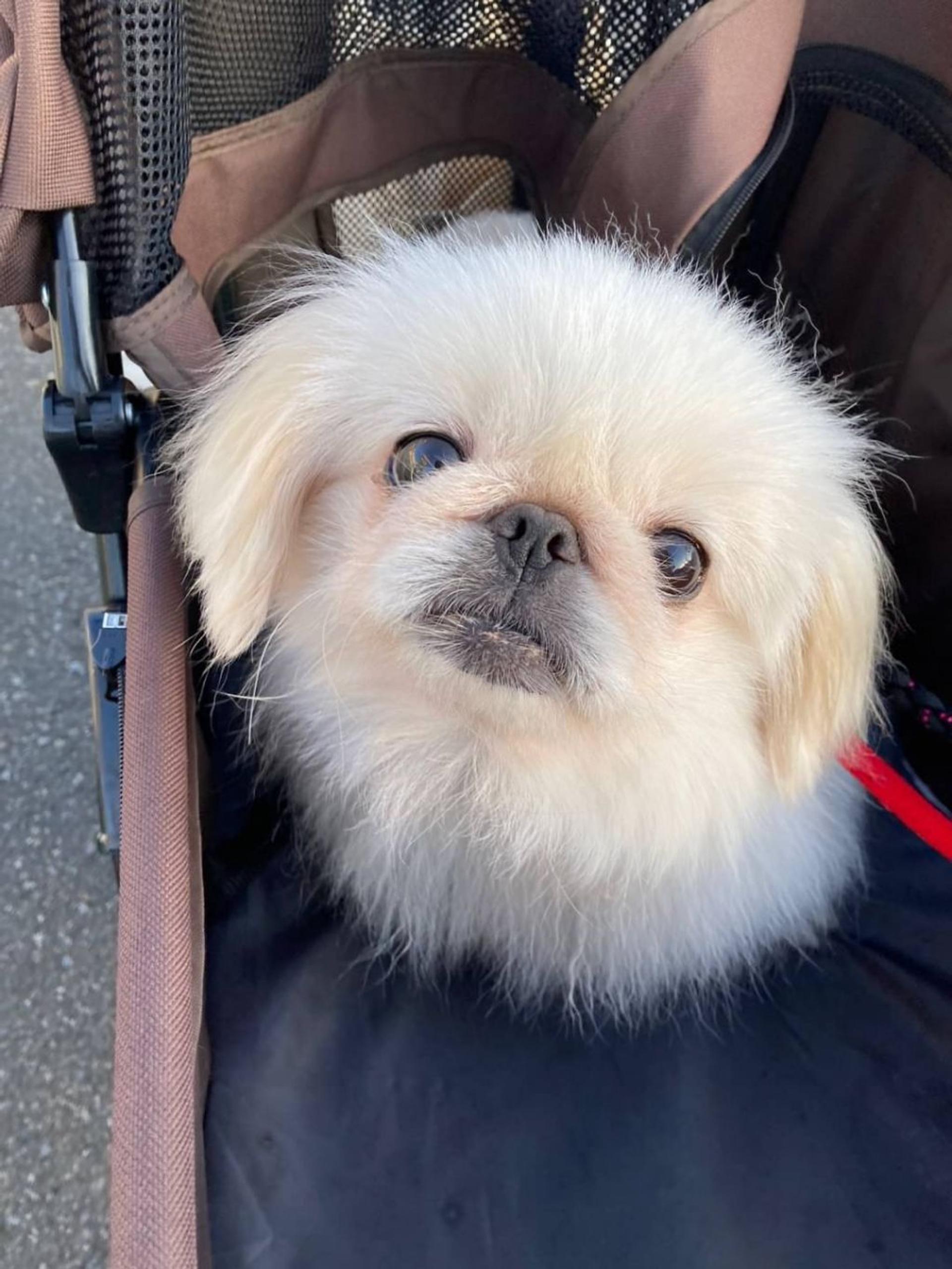 pet-image-2