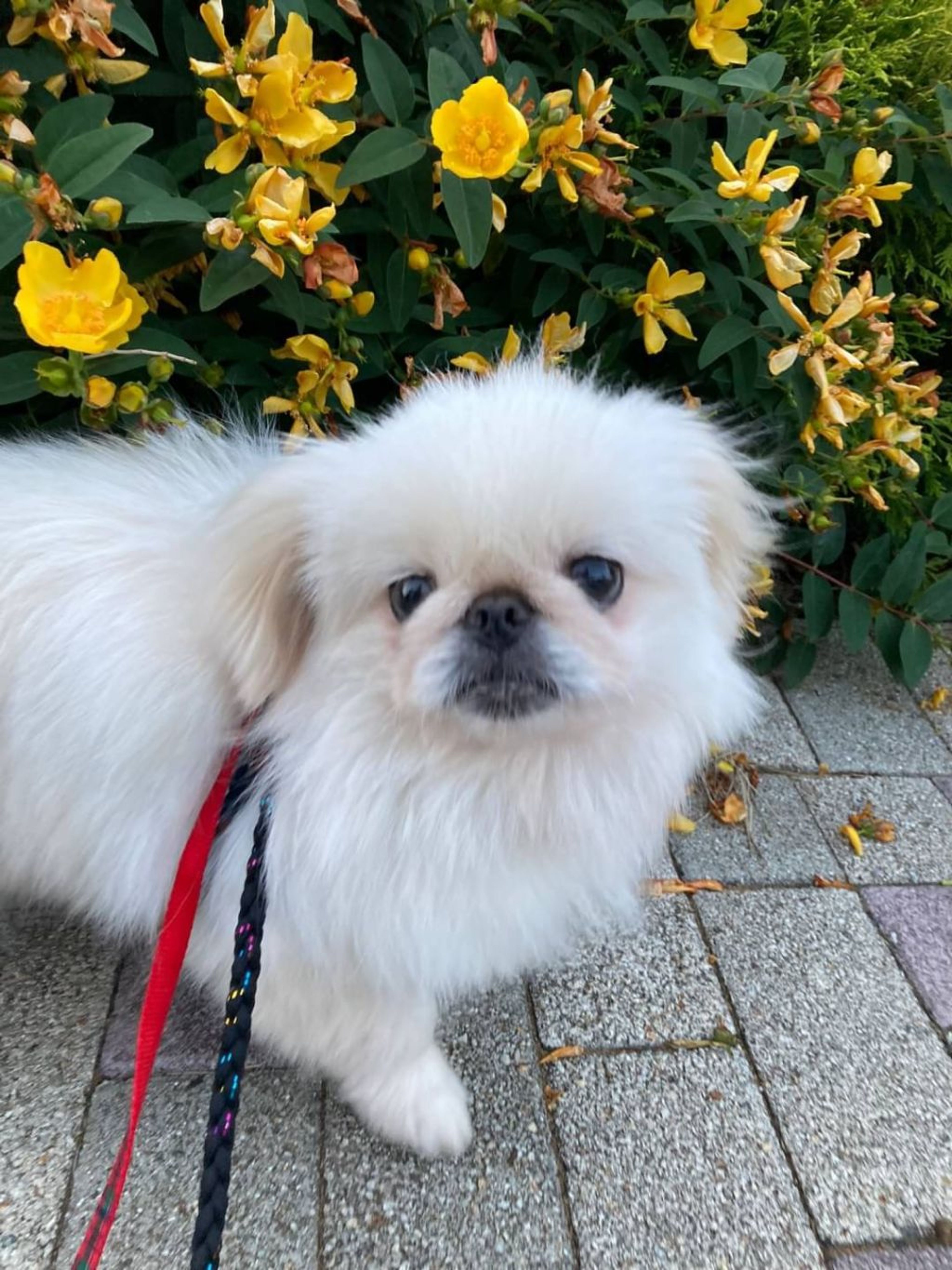 pet-image-3