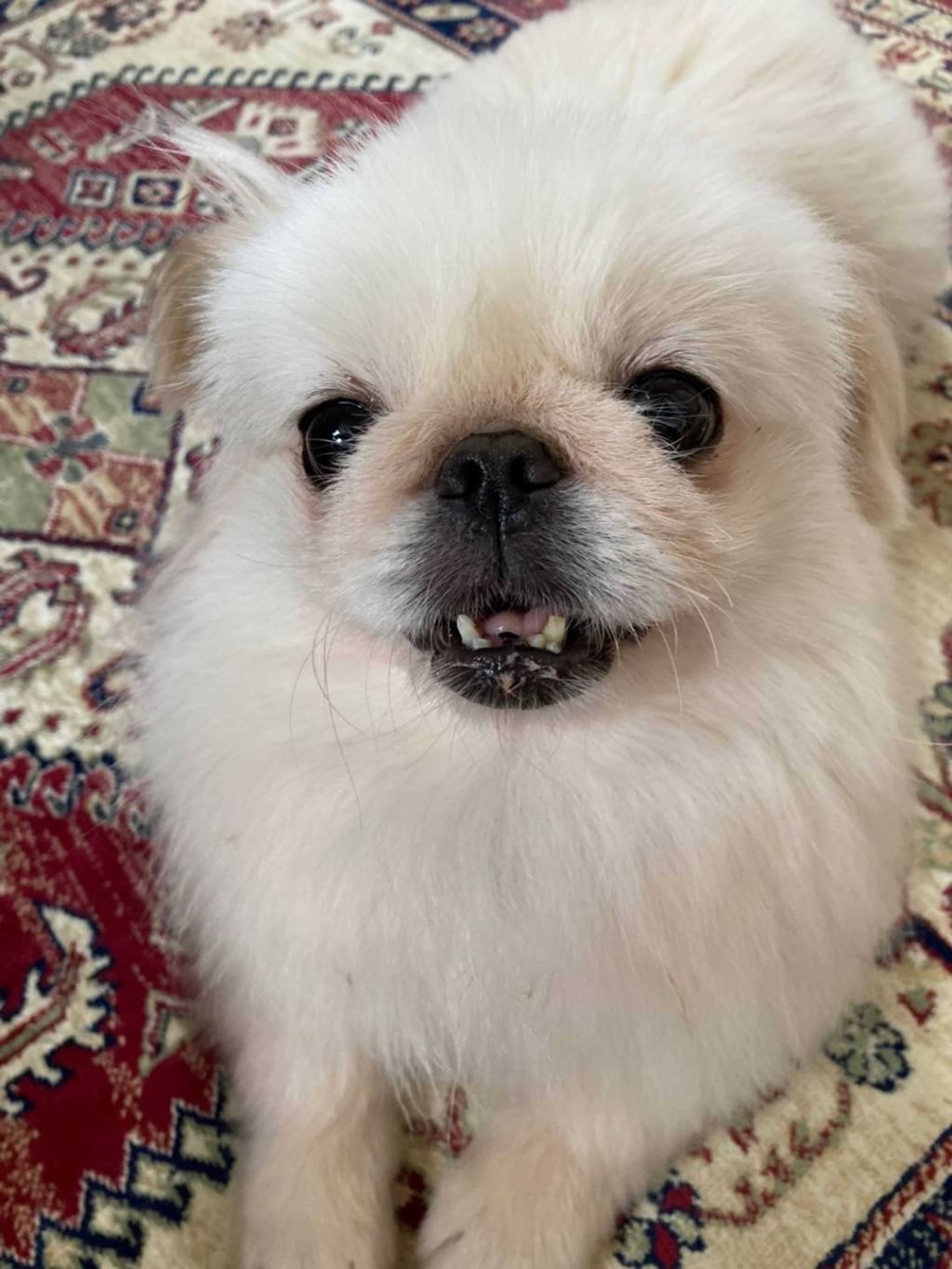 pet-image-4