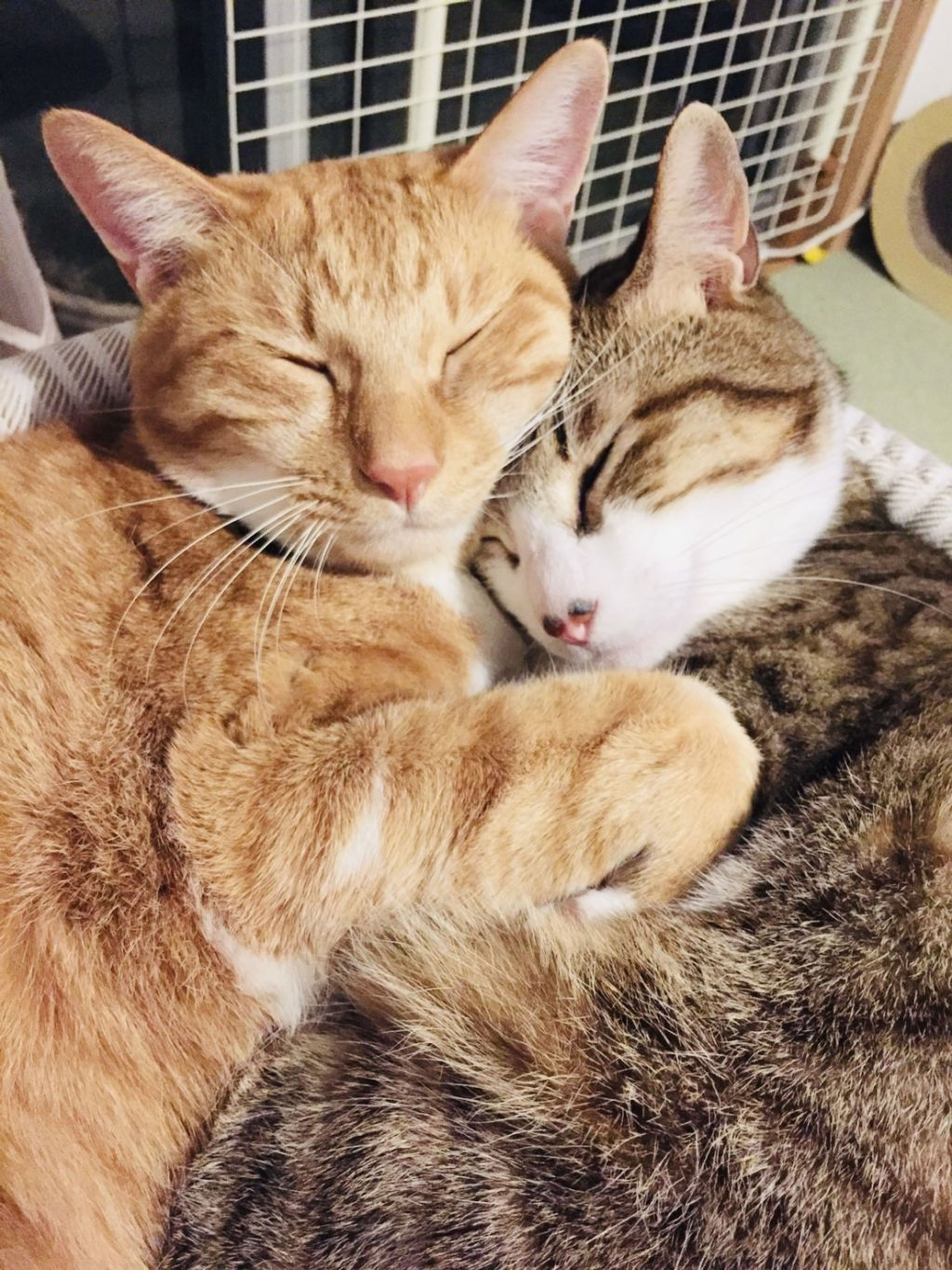雑種（ミックス猫）・オスの里親募集の写真