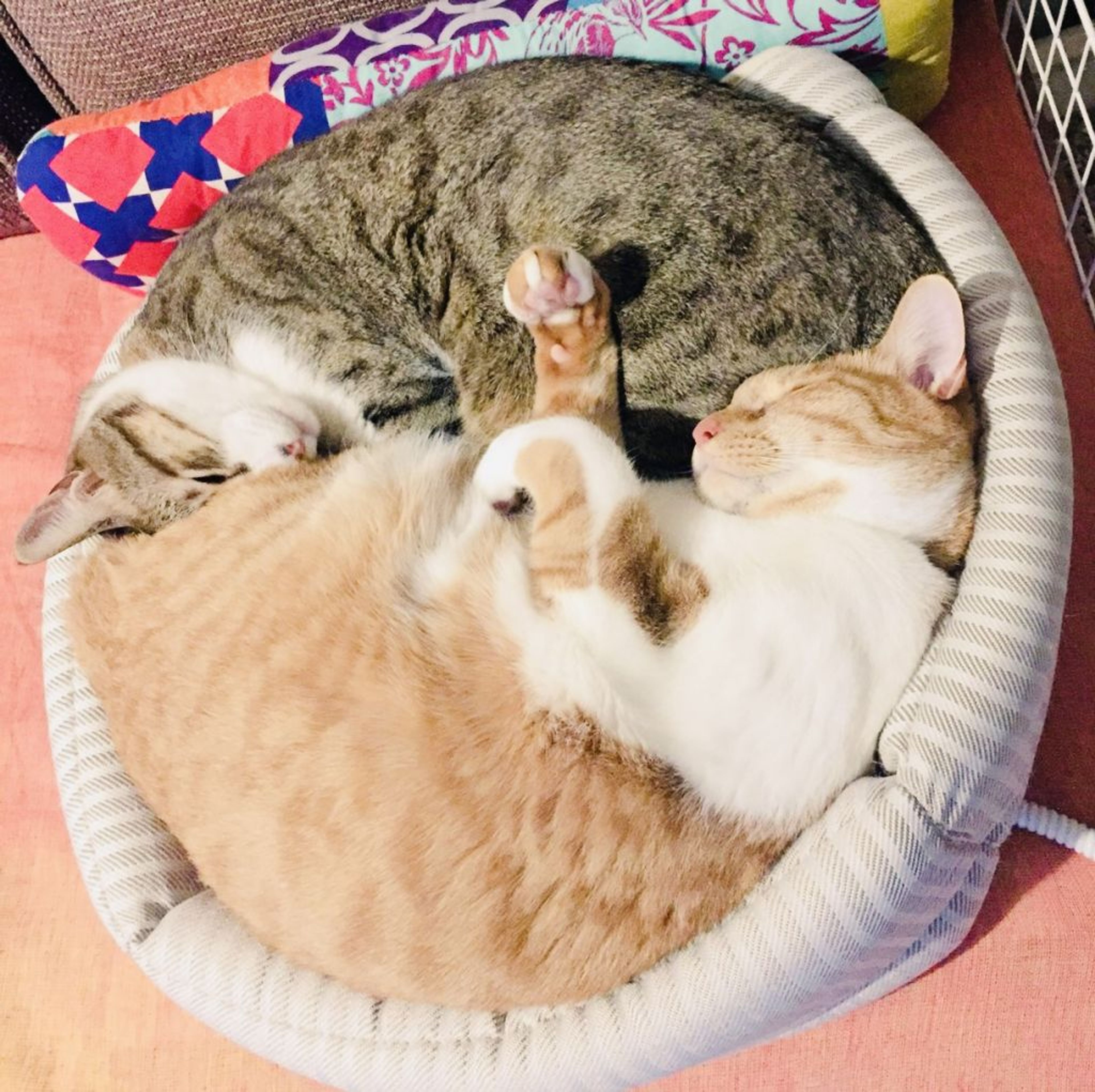 pet-image-2