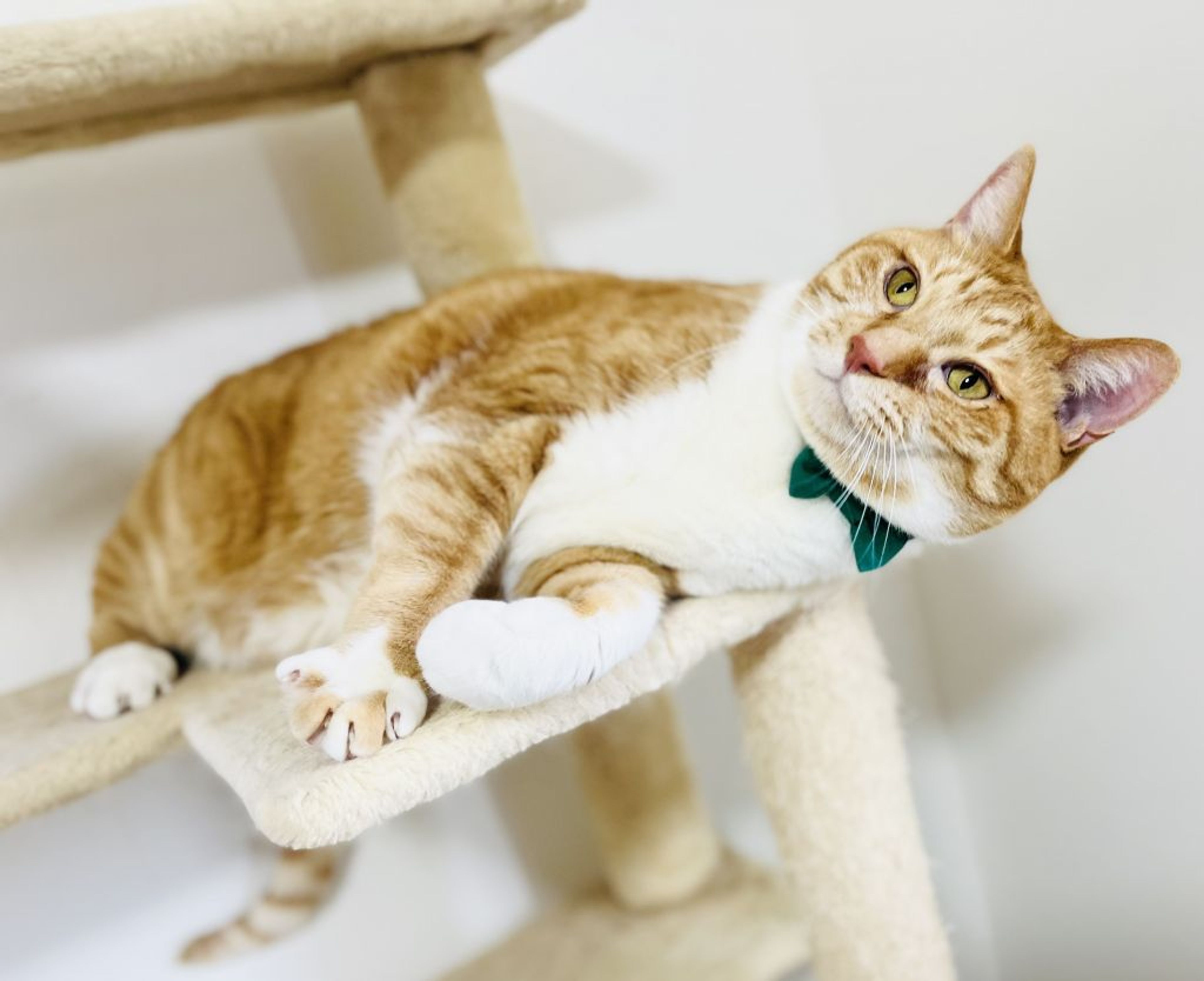 pet-image-4
