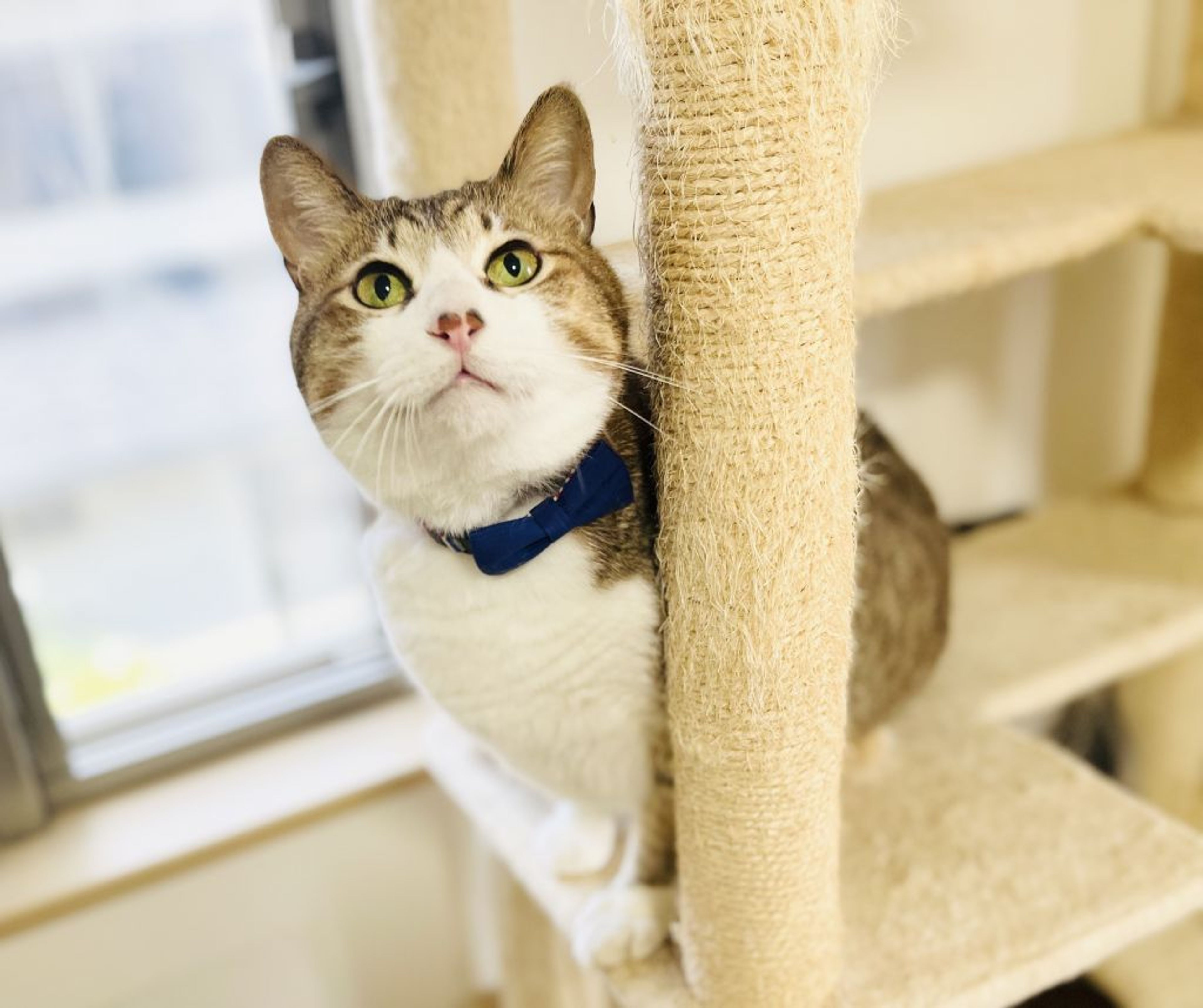 pet-image-5