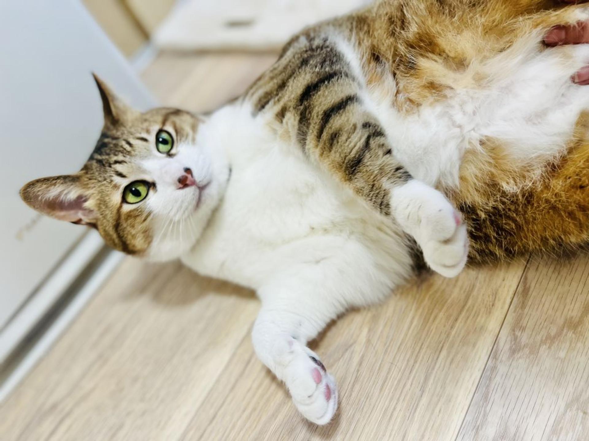 pet-image-6