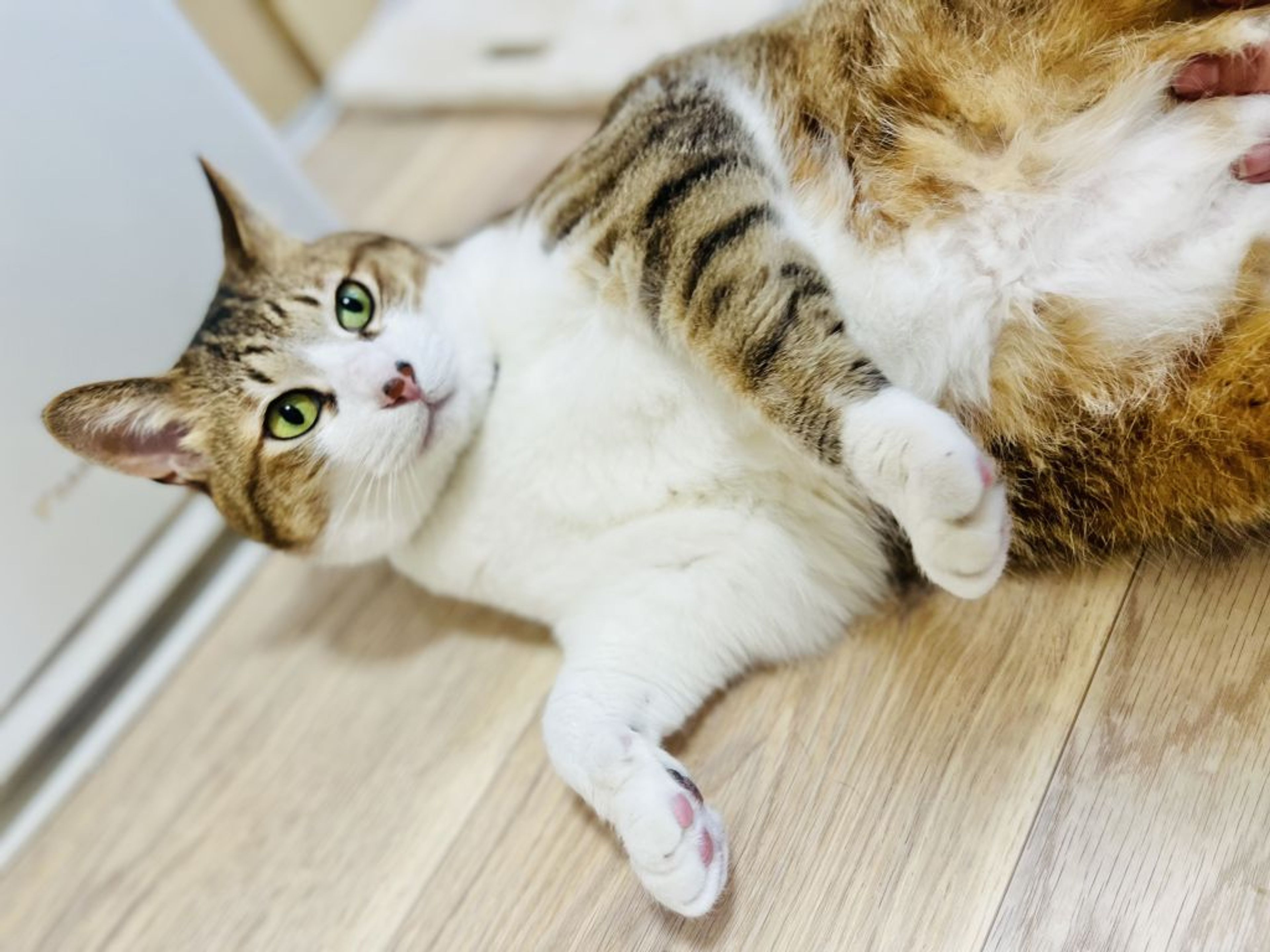 pet-image-6
