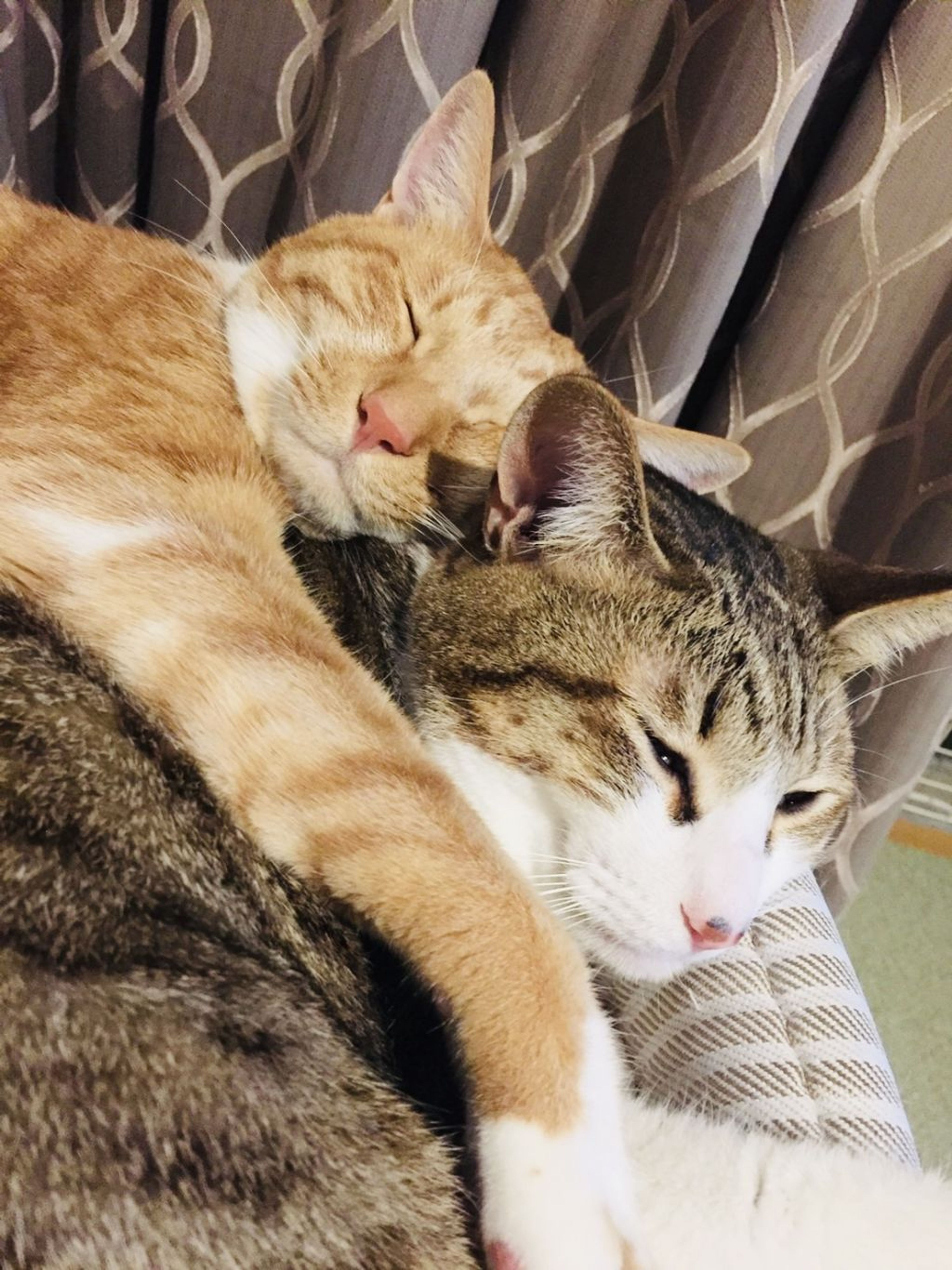 pet-image-8