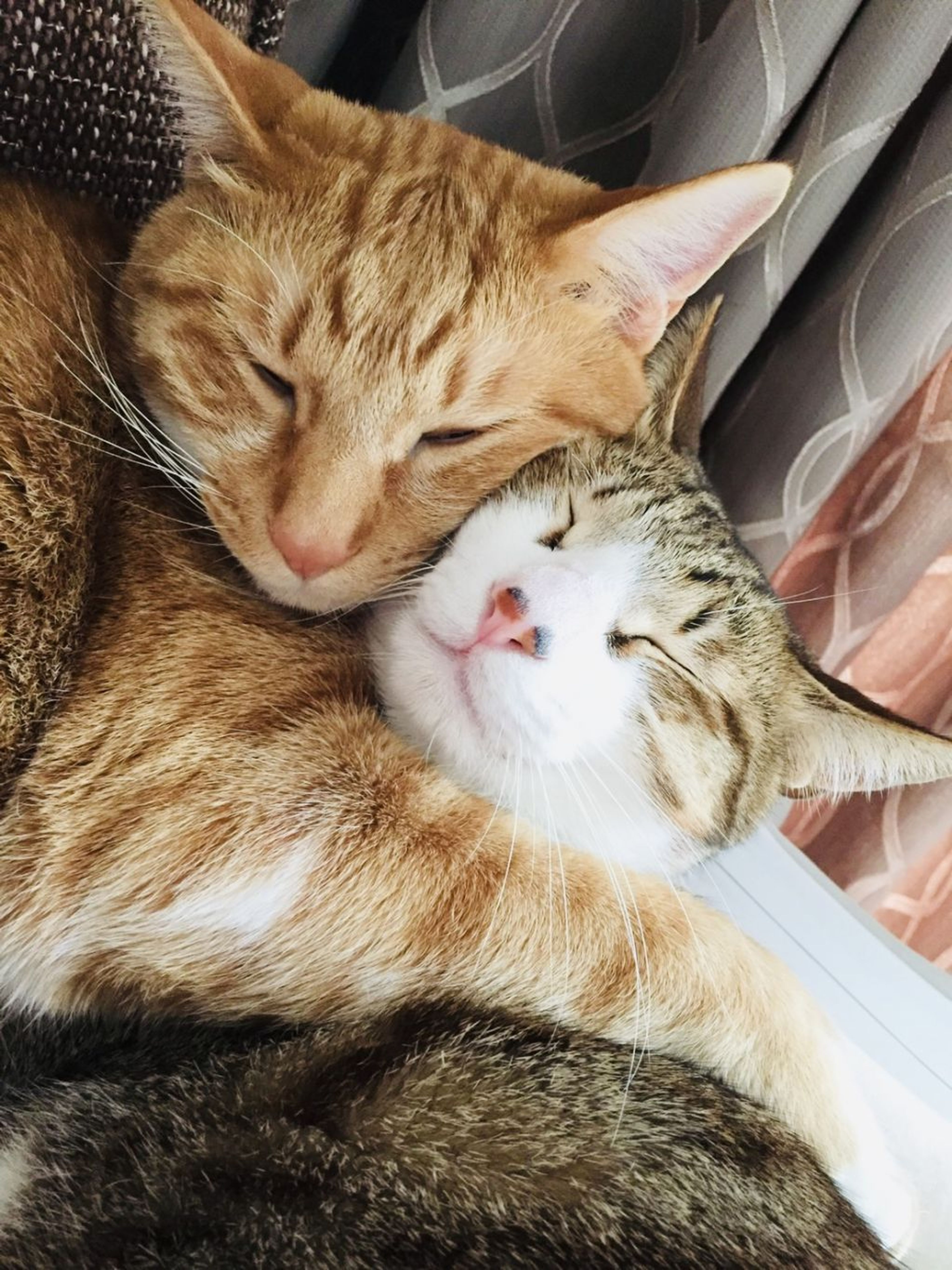pet-image-9