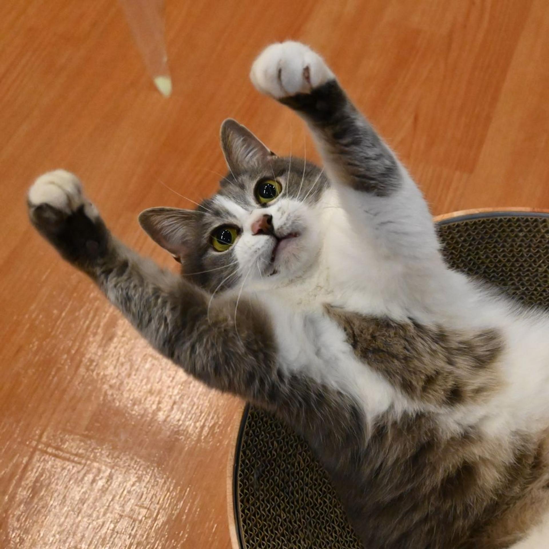 pet-image-5