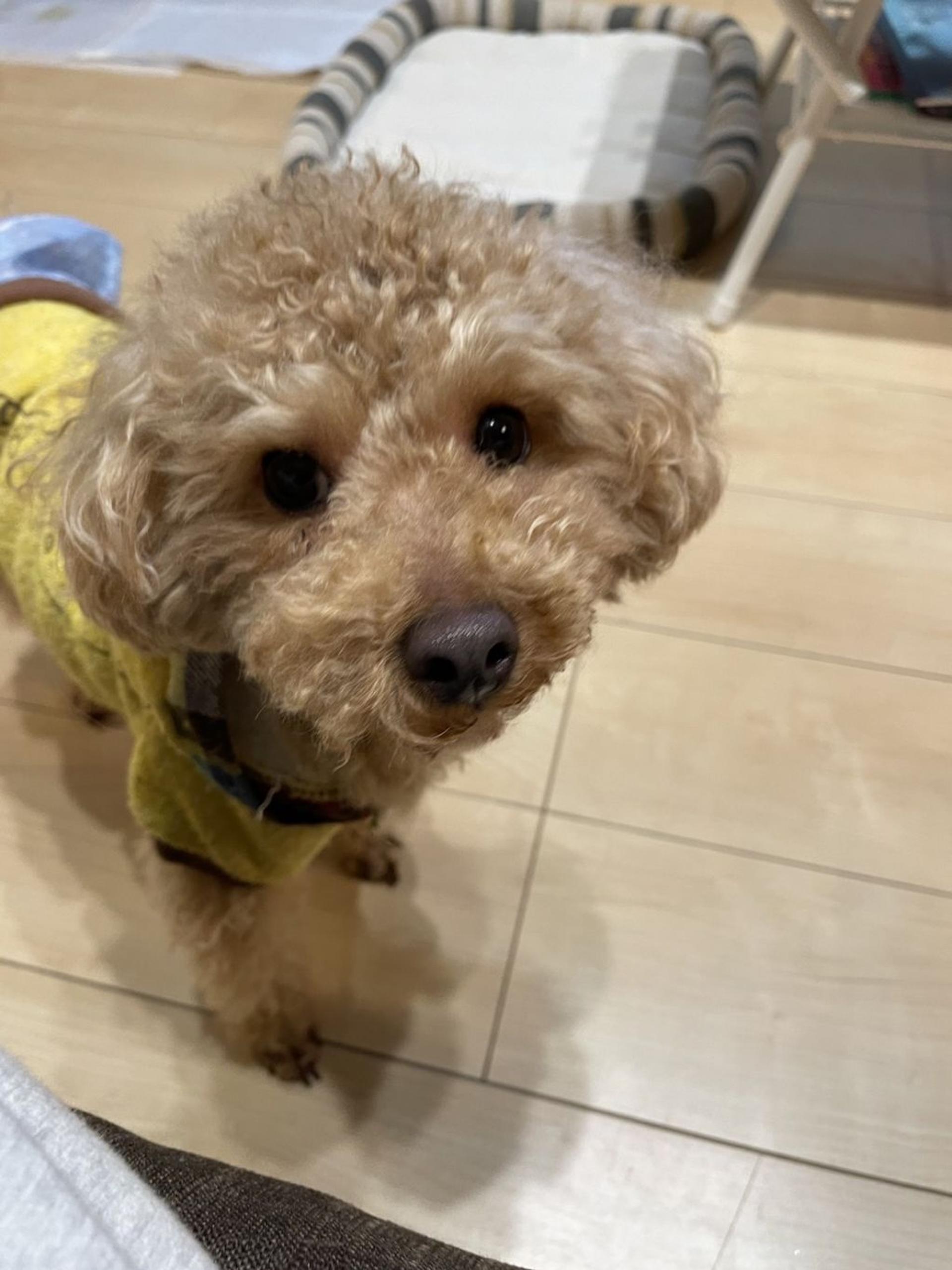 pet-image-2
