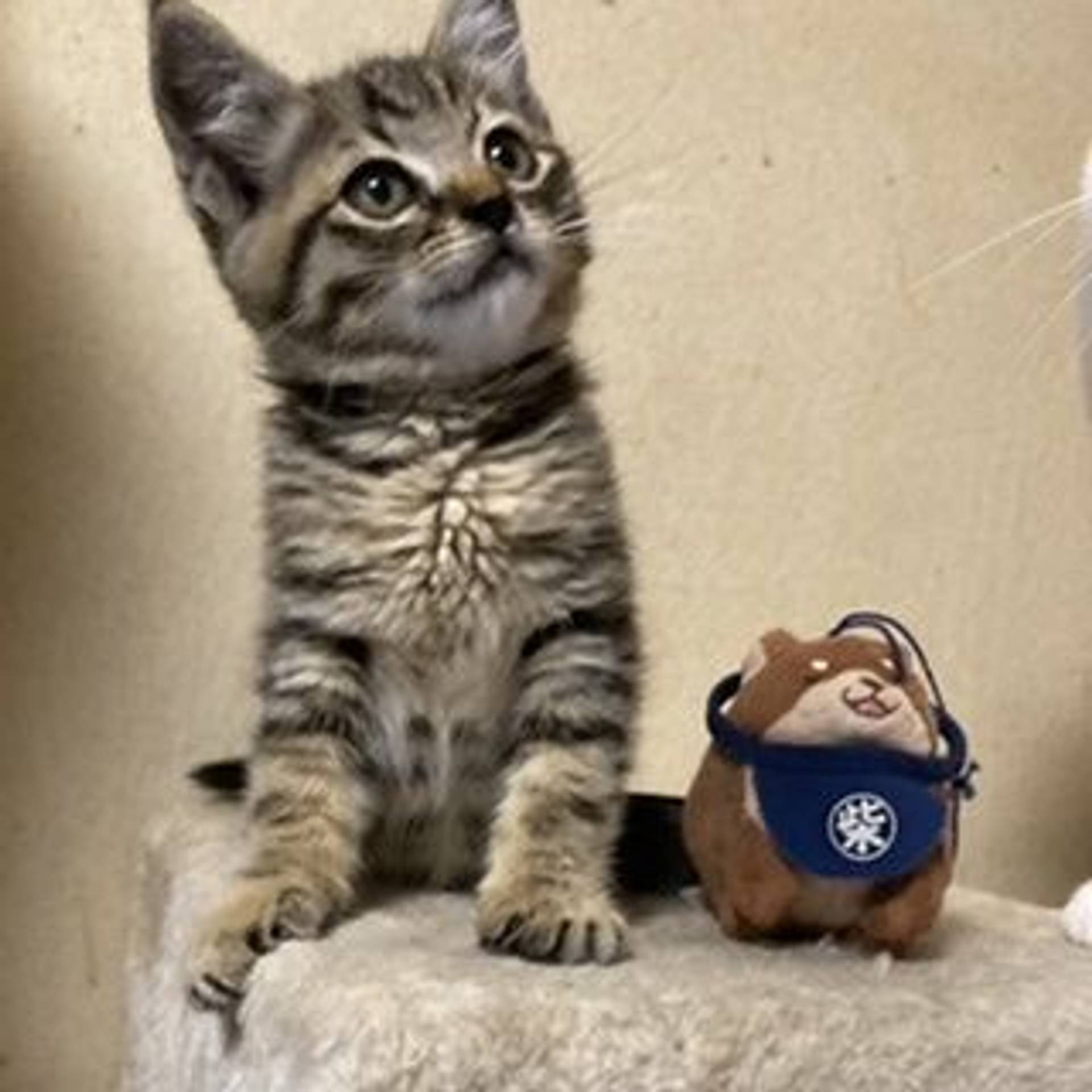 雑種（ミックス猫）・オスの里親募集の写真