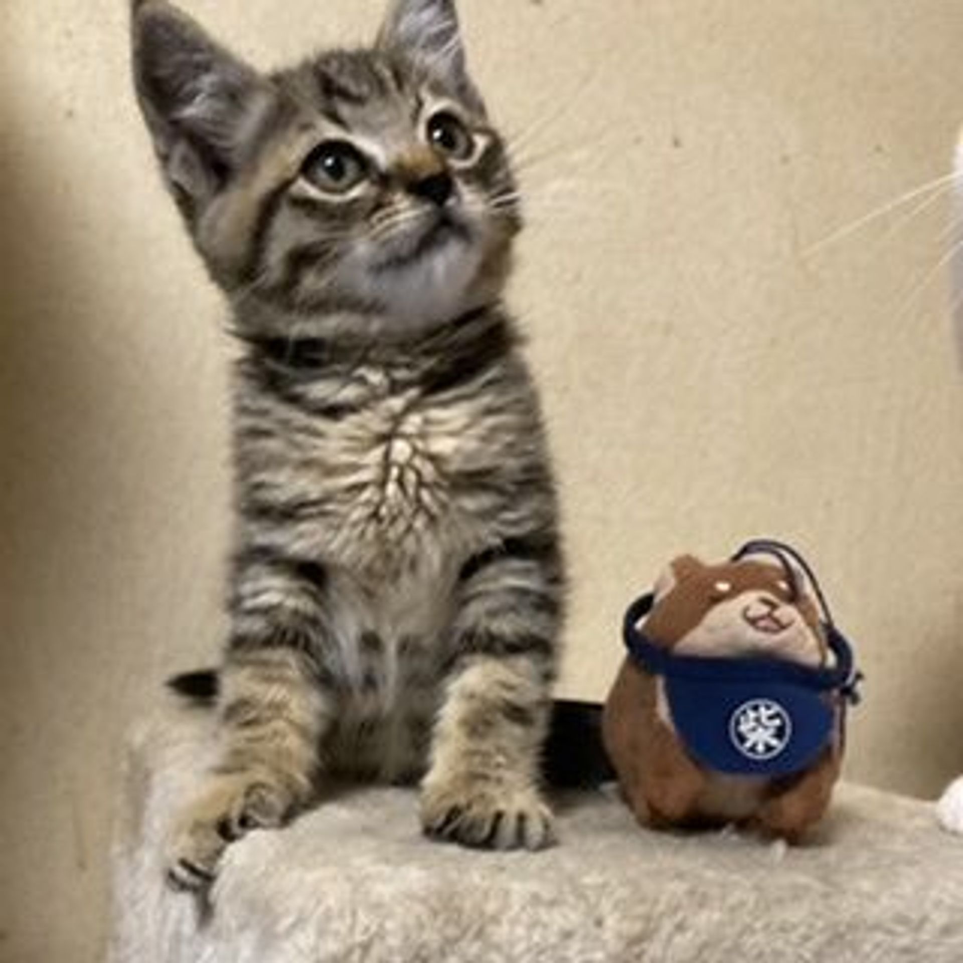 雑種（ミックス猫）・オスの里親募集の写真