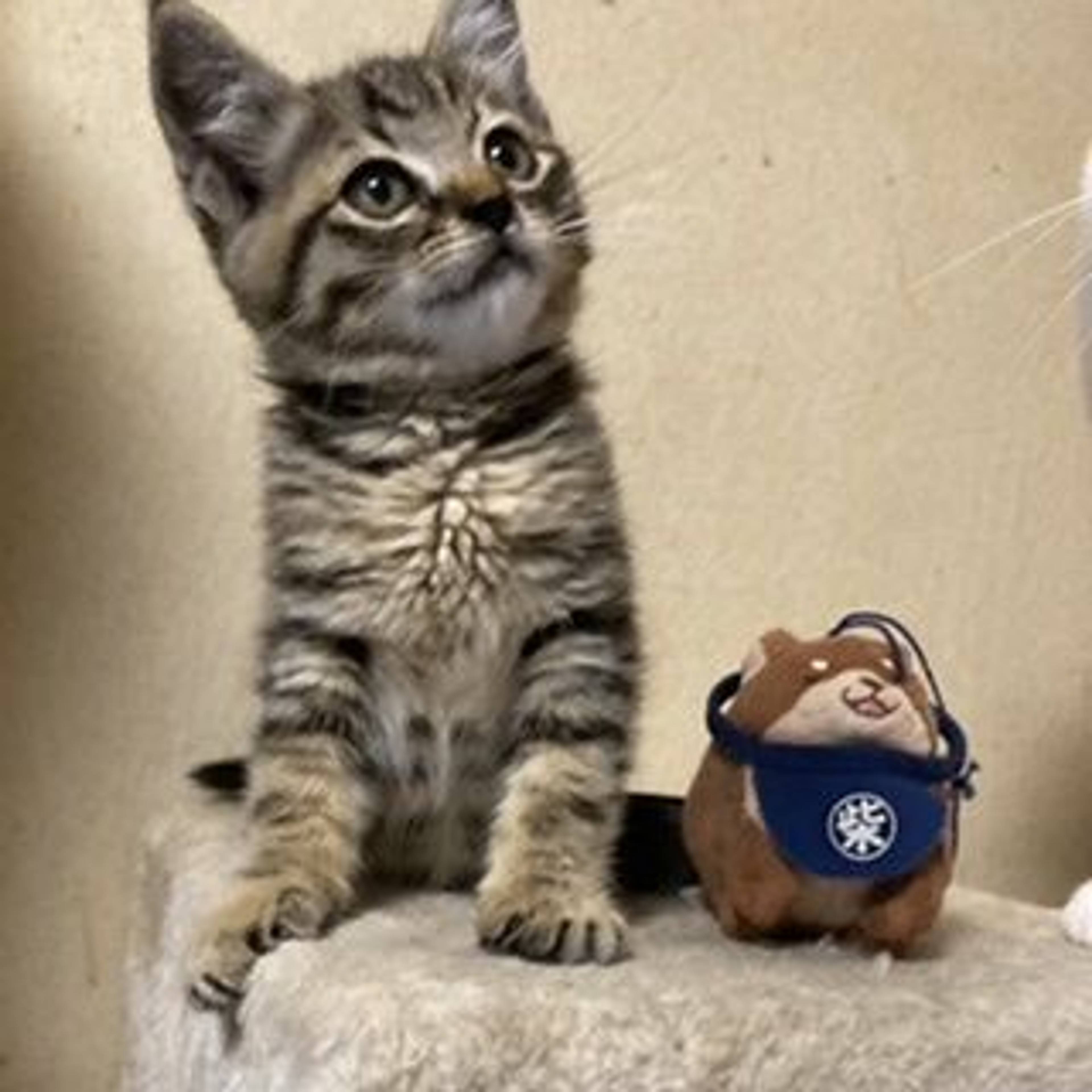 雑種（ミックス猫）・オスの里親募集の写真