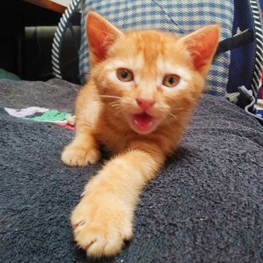 ちゃとくん★6/12(日)ミャオねこ譲渡会で会えますの写真