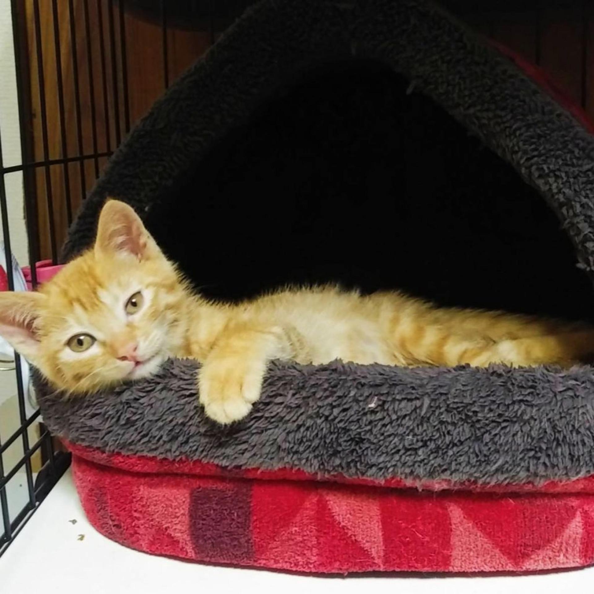 pet-image-2