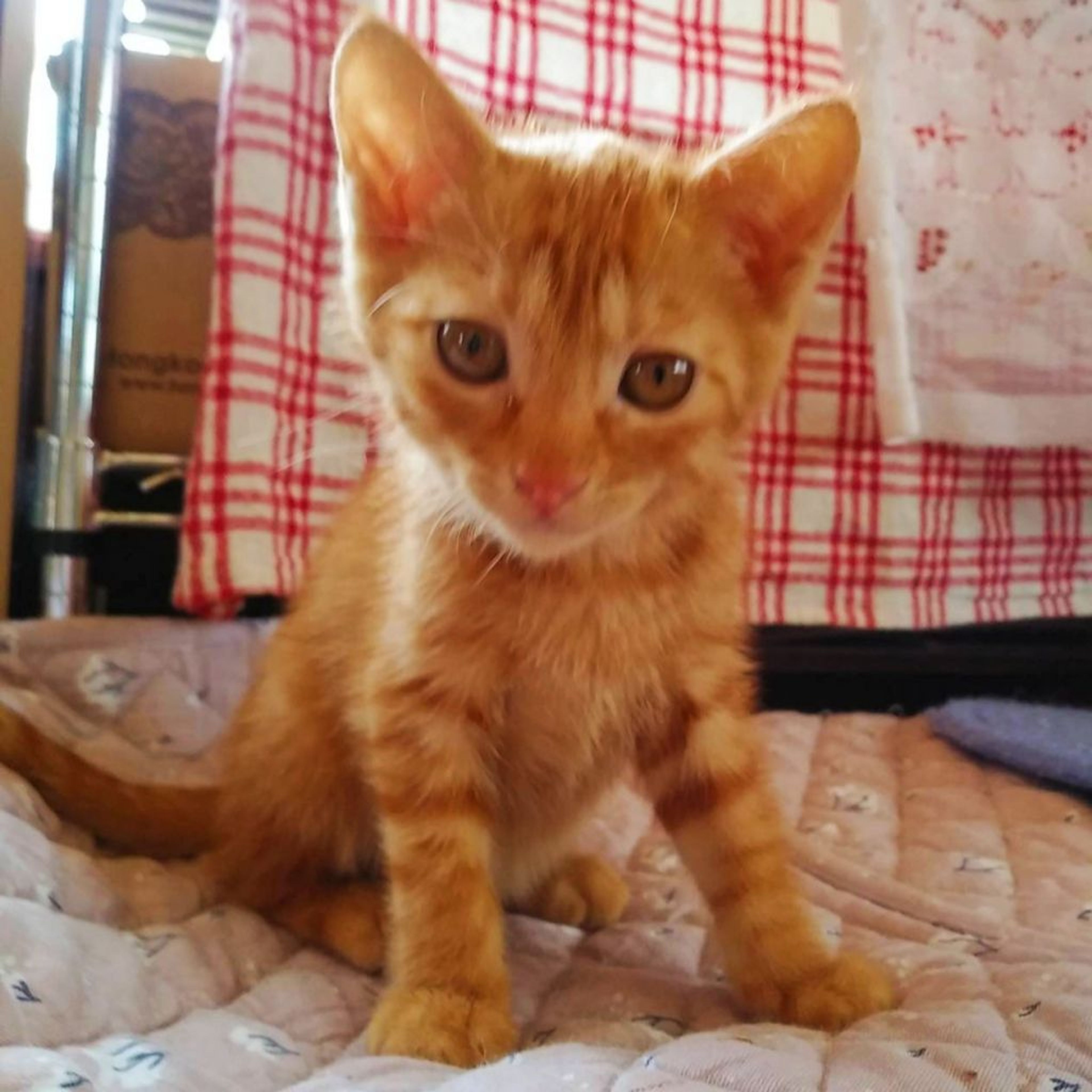 pet-image-3