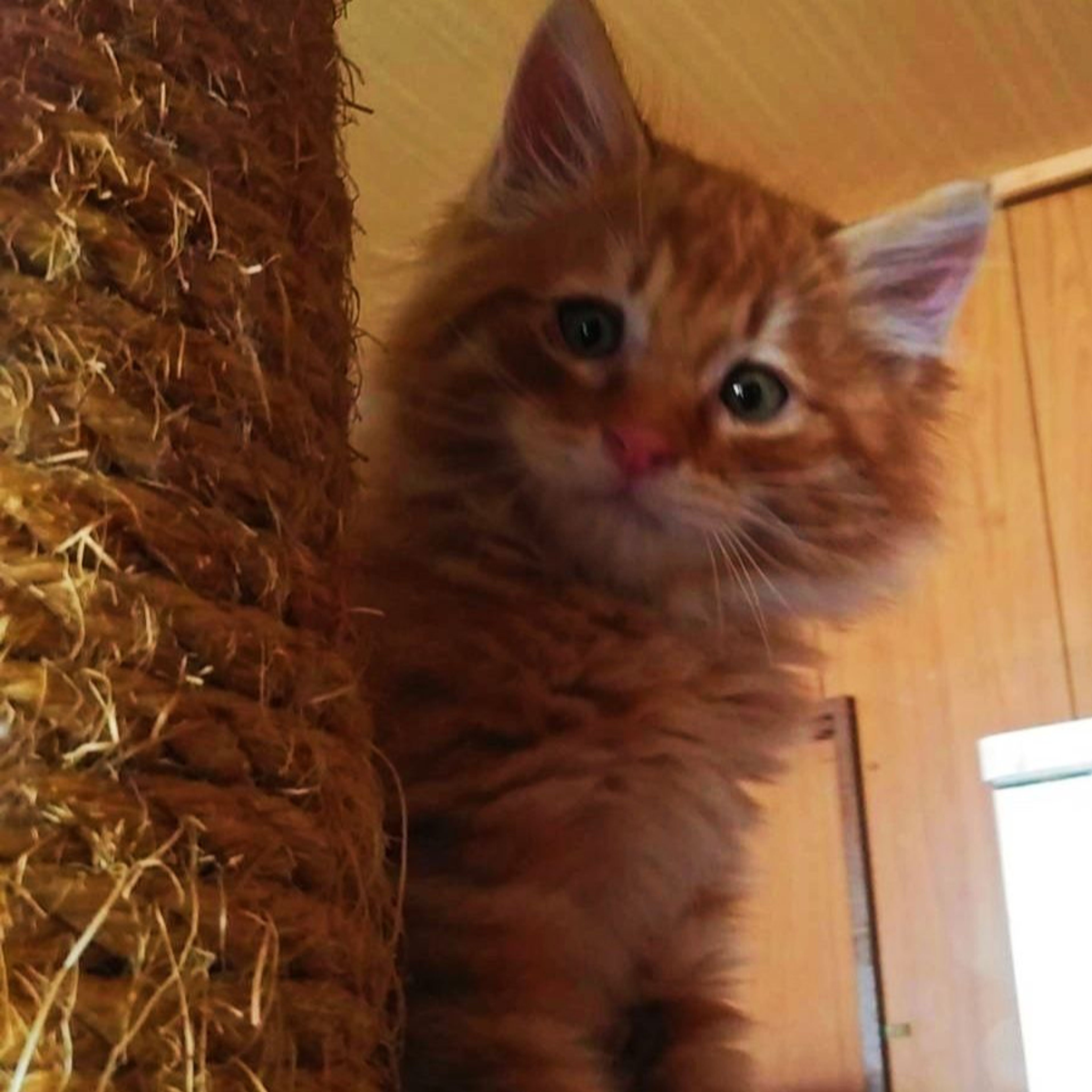 雑種（ミックス猫）・オスの里親募集の写真
