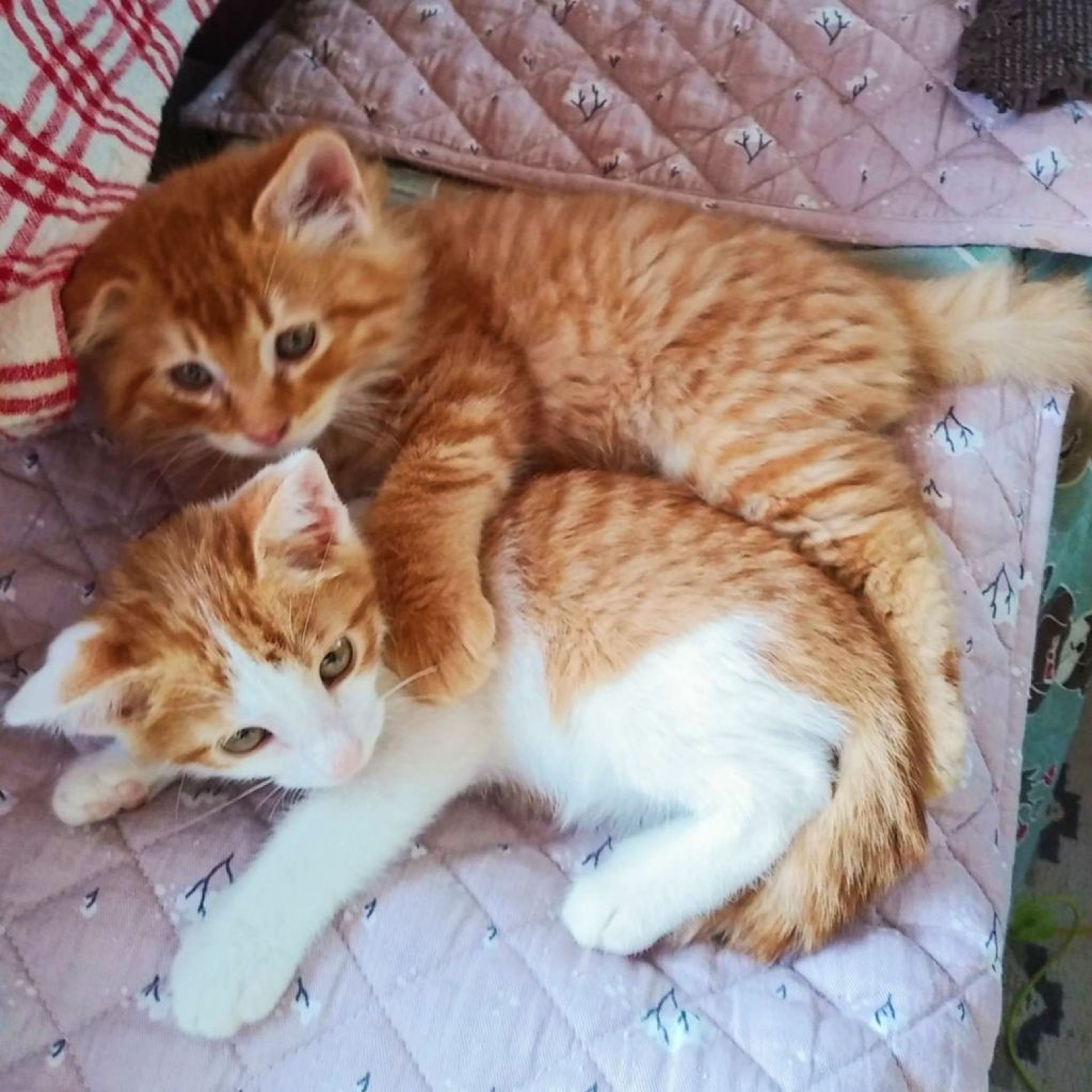 pet-image-2