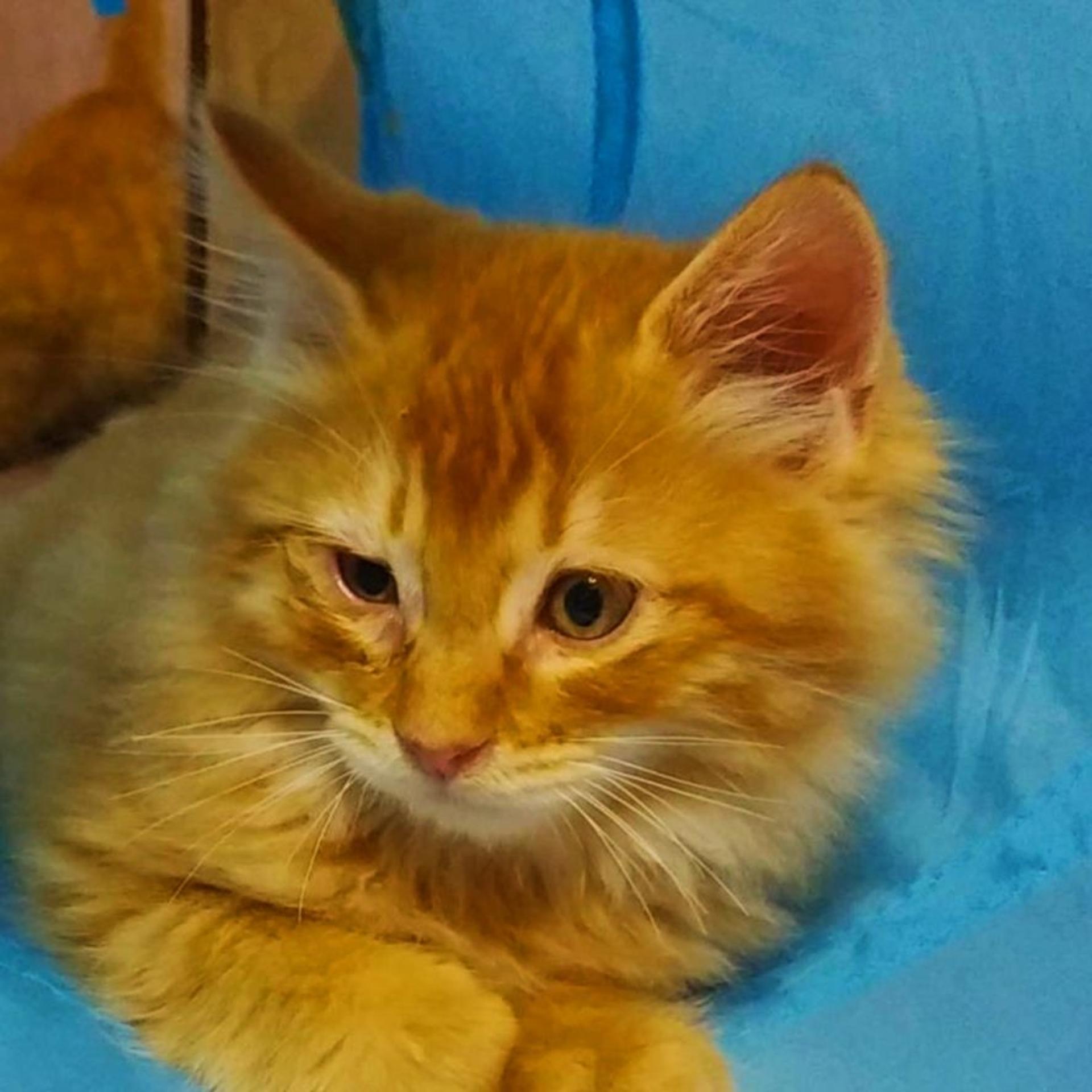 pet-image-3