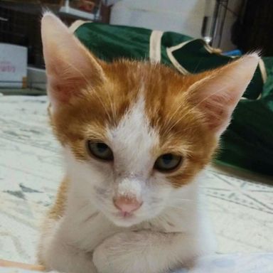 いなりくん★6/26(日)ミャオねこ譲渡会で会えますの写真