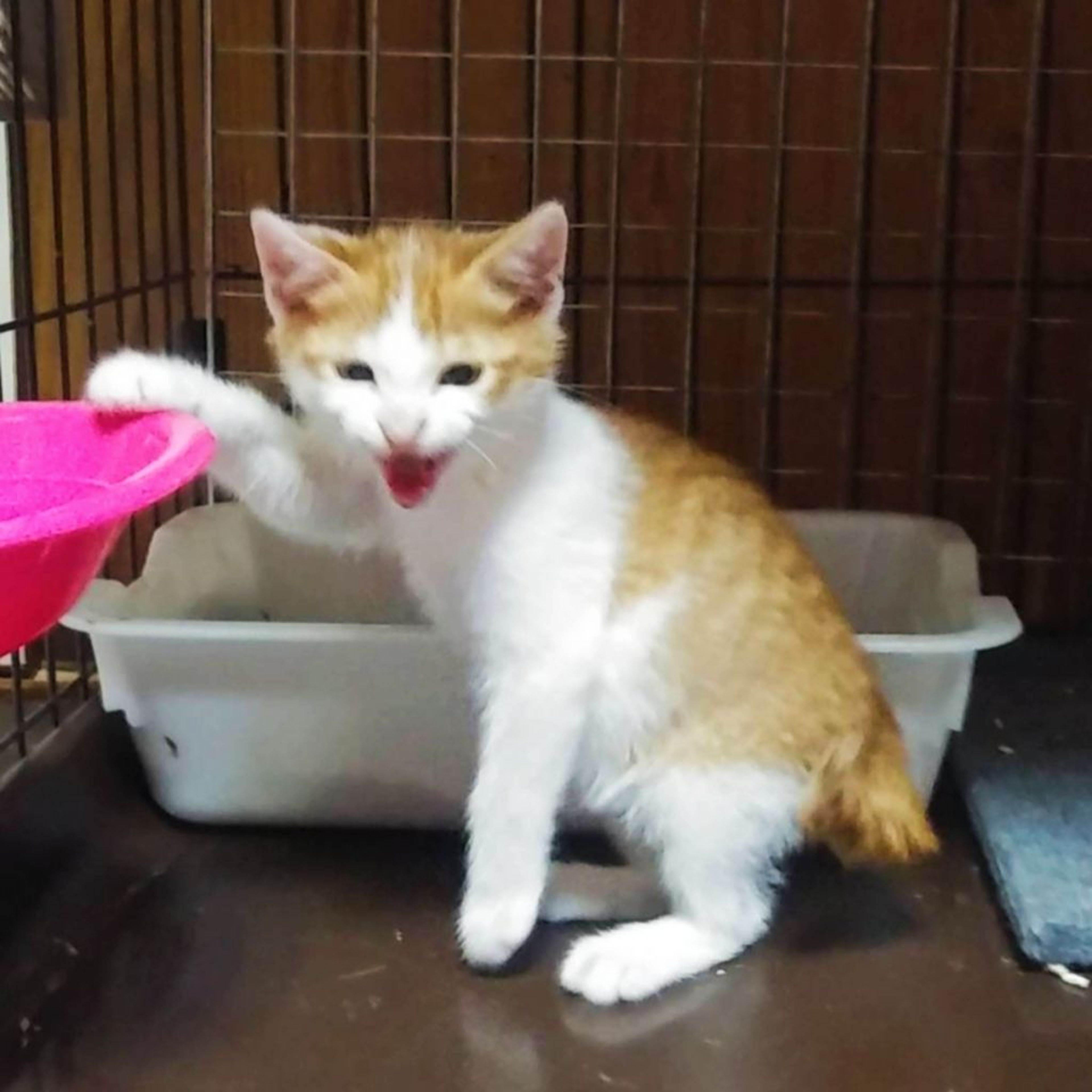 pet-image-2