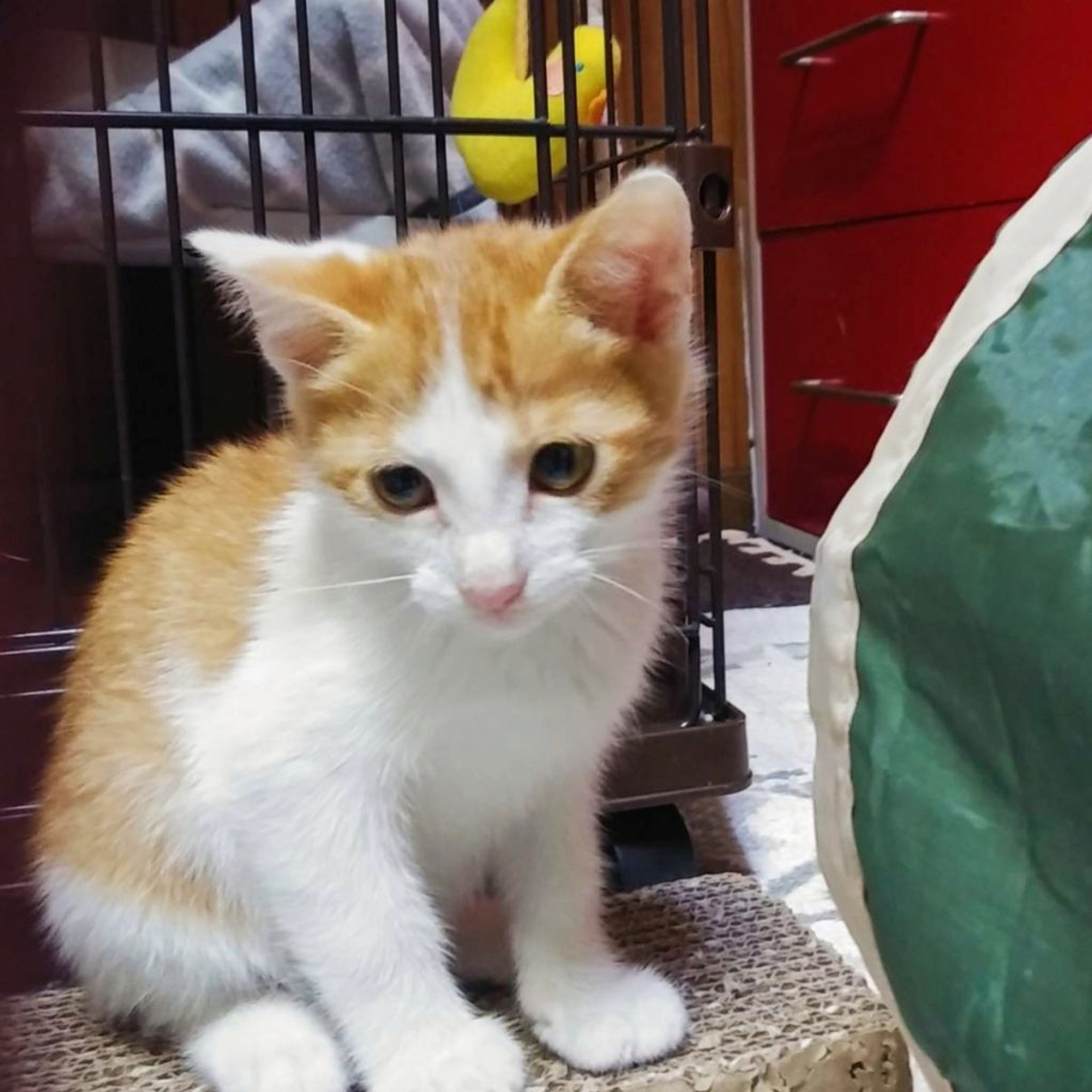 pet-image-3