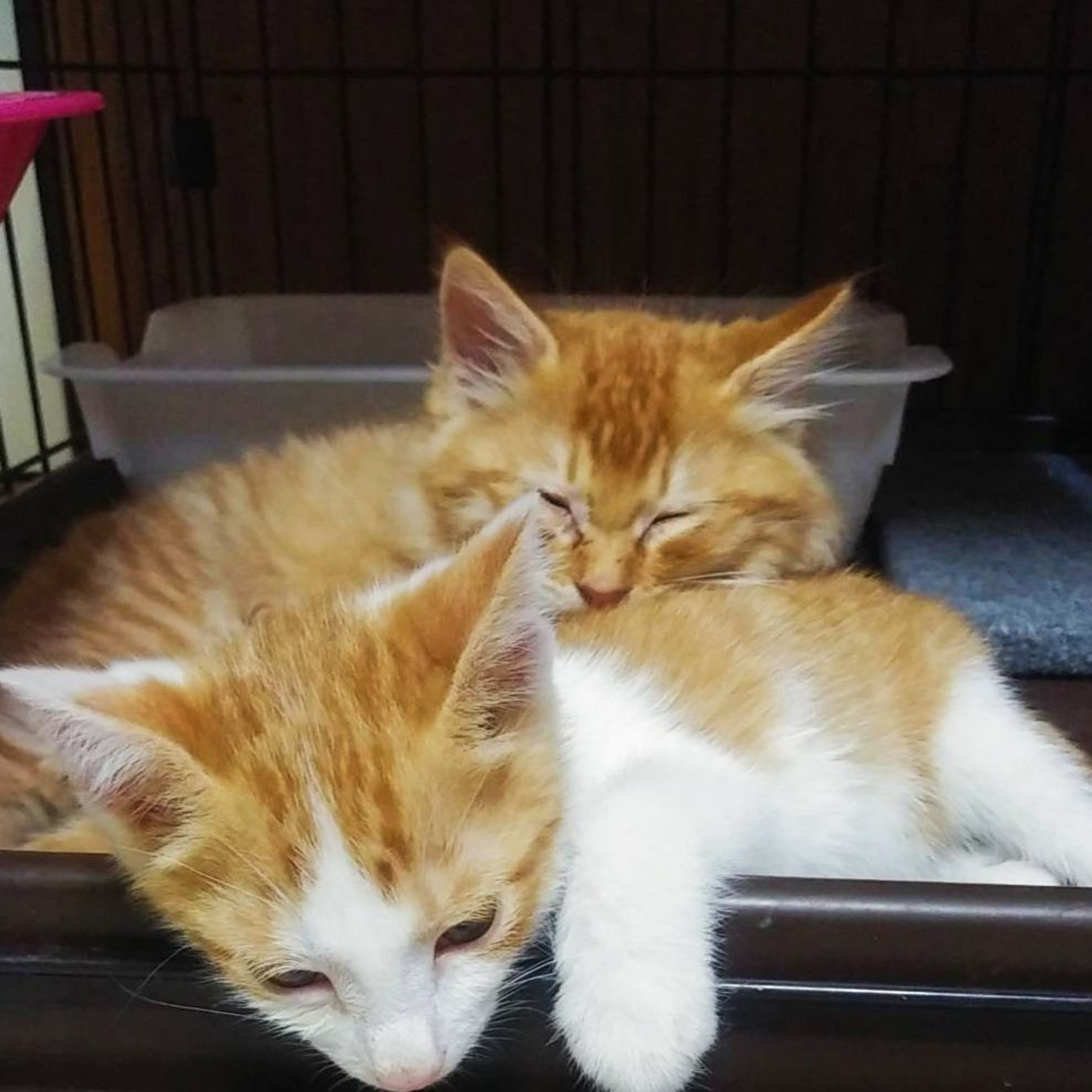 pet-image-4