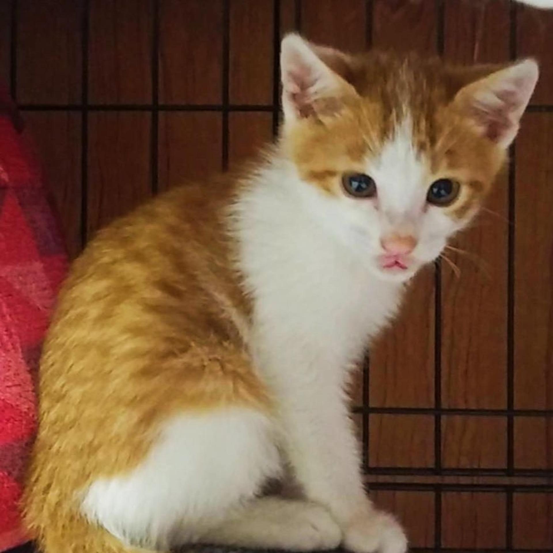 pet-image-5