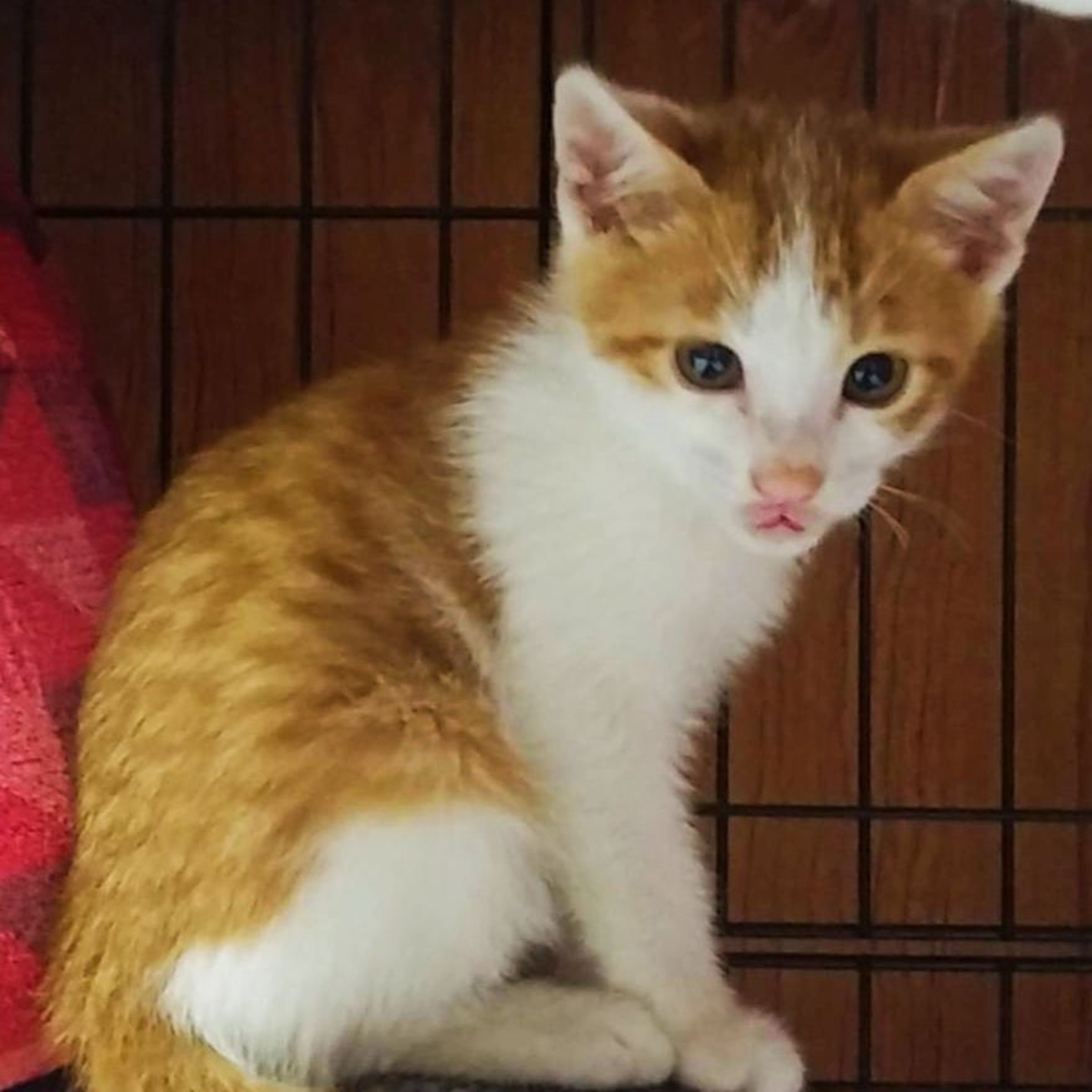 pet-image-5