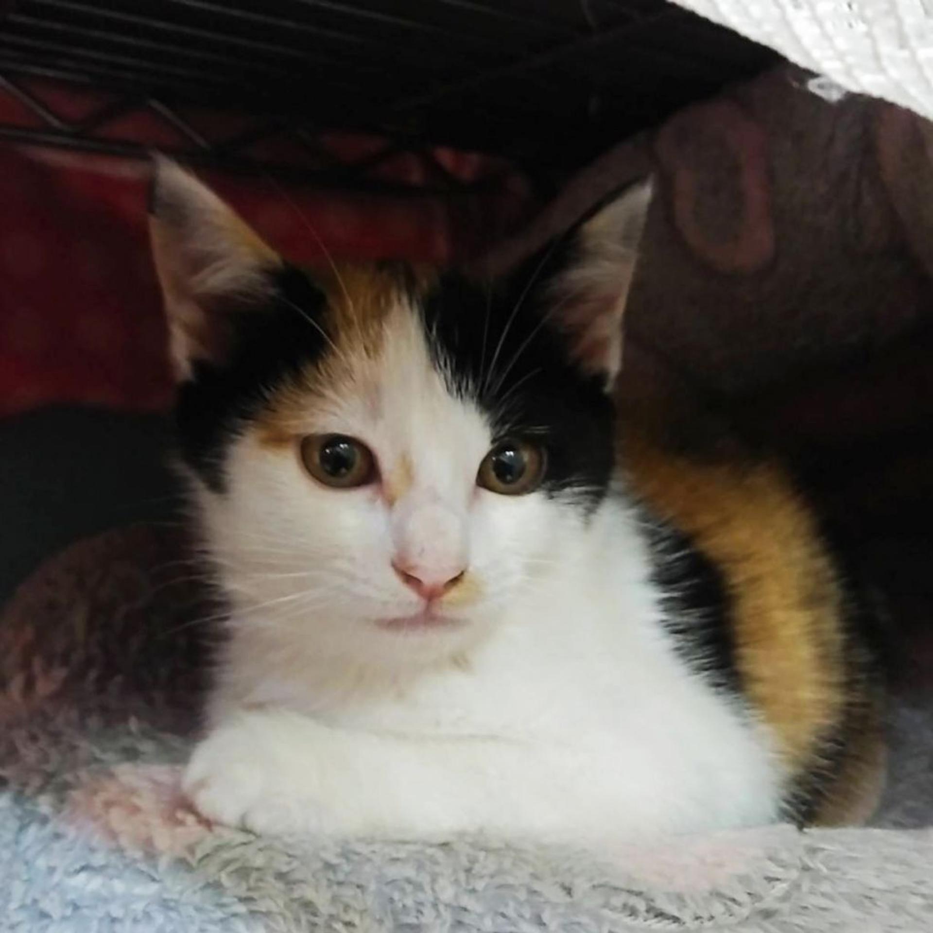 pet-image-3