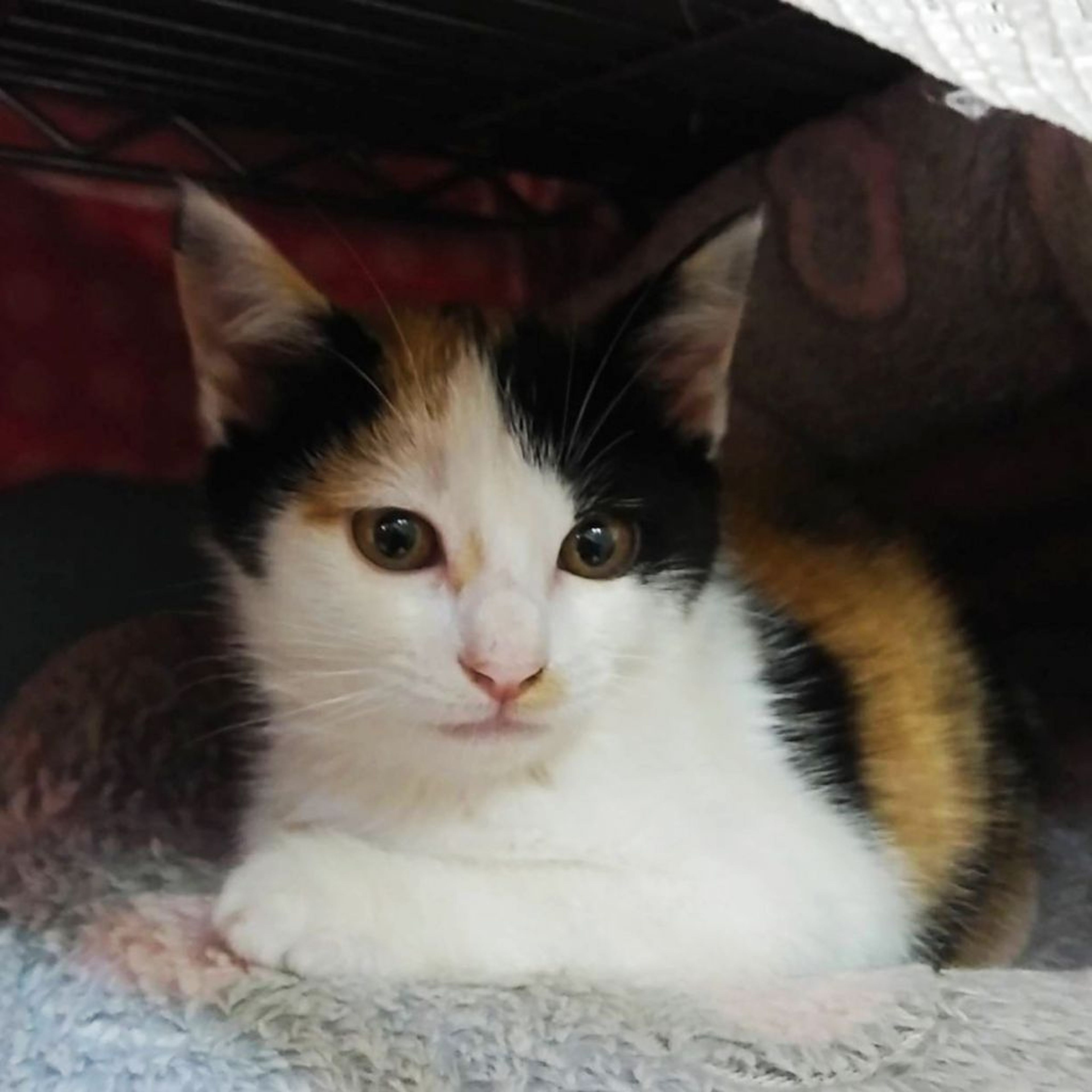 pet-image-3