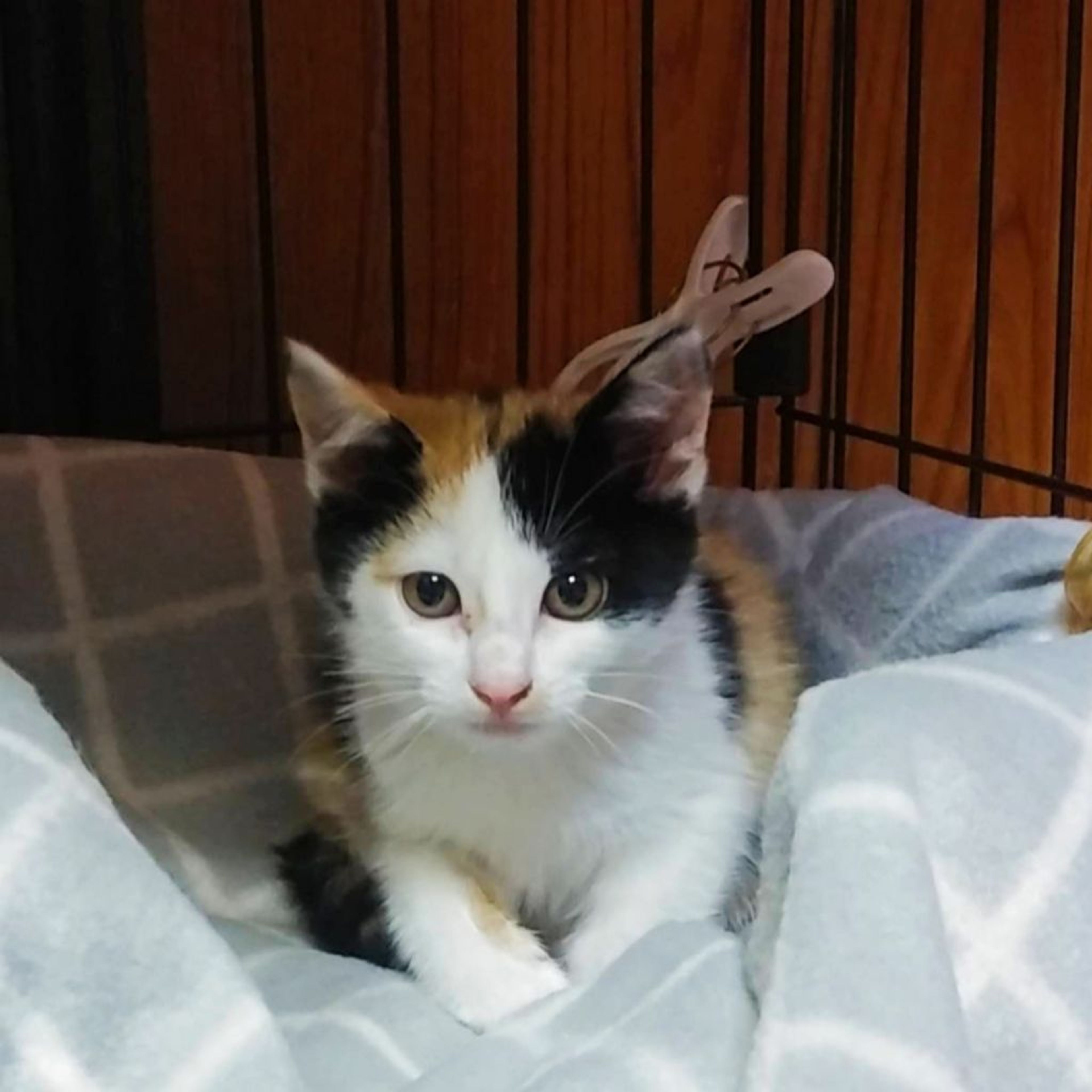 pet-image-4