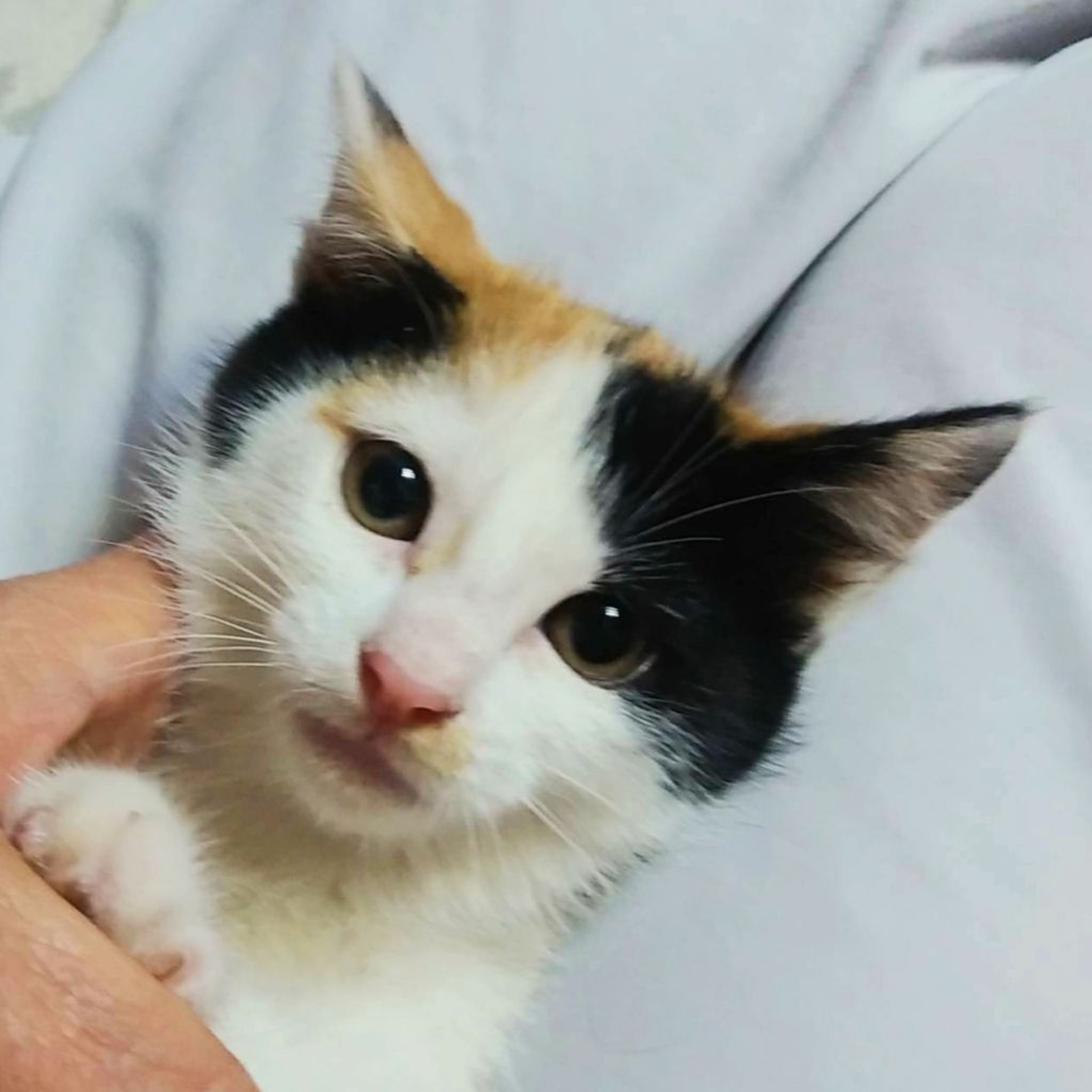 pet-image-5